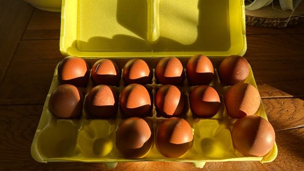 2023 Hatching Season Has Started!