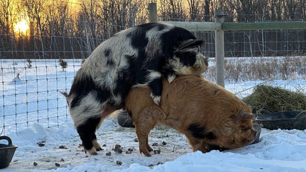 From Gilt to Sow: The Ideal Age to Start Breeding KuneKunes