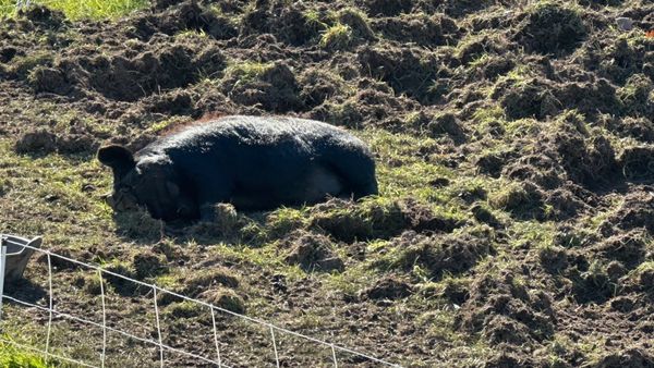 Understanding and Minimizing Rooting Behavior