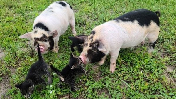Can KuneKune Pigs Cohabitate with Other Livestock?