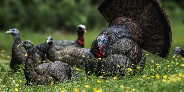 Review: Avian-X Turkey Decoys