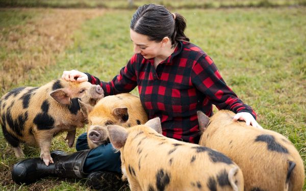 How Much Do KuneKune Pigs Cost? A Real-World Breakdown