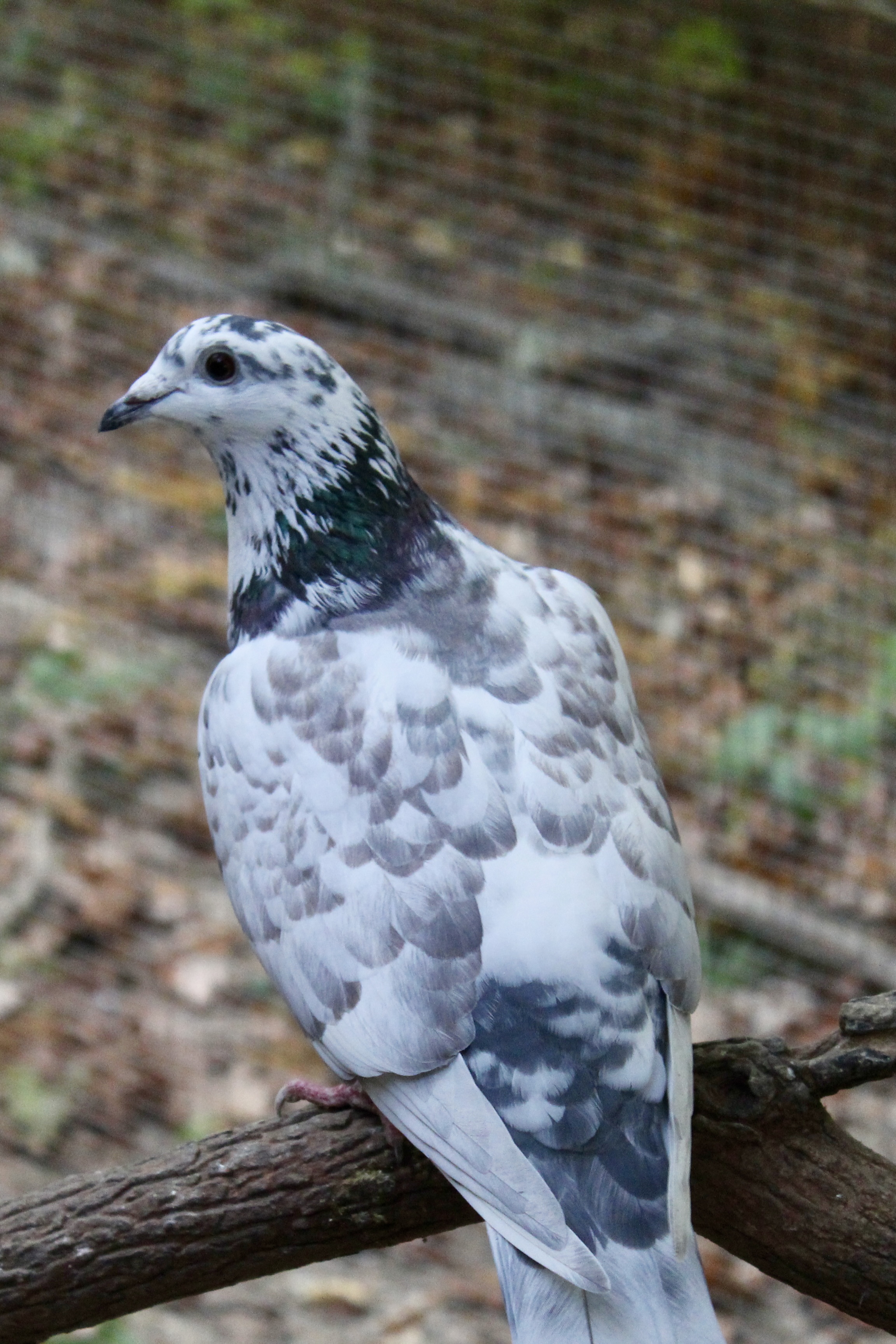 a black-and-white speckled pigeon