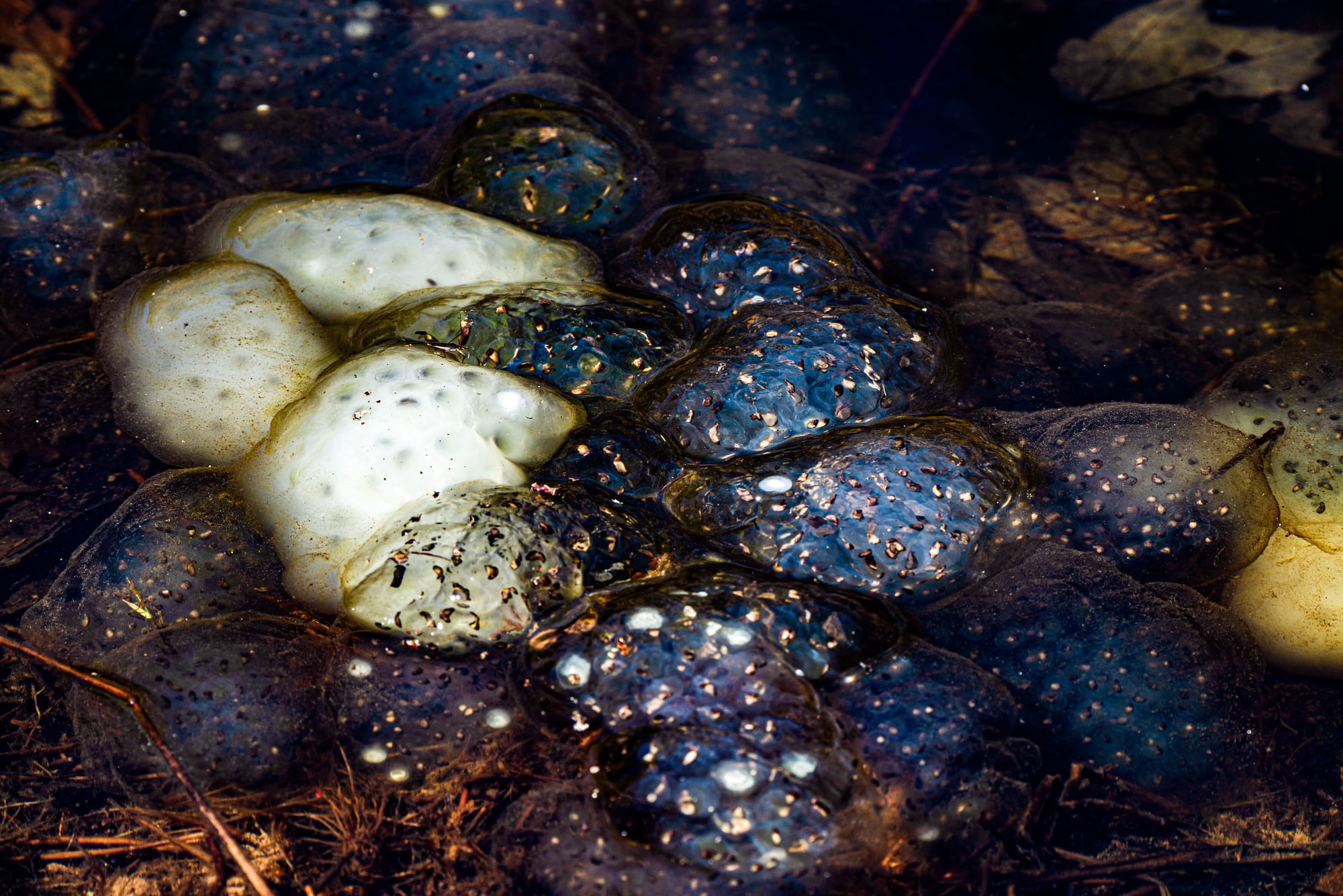 a clump of gelatinous wood frog spawn