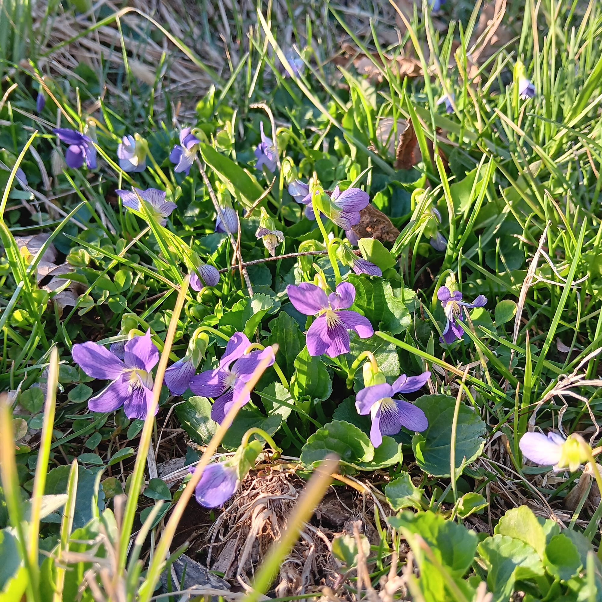 purple wild violets, seen here growing amidst grass and clover