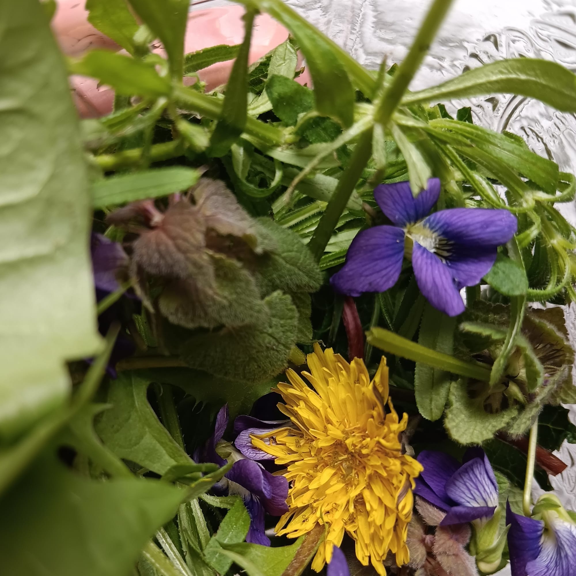 a yellow dandelion and purple violets in a glass jar alongside the green leaves of other plants