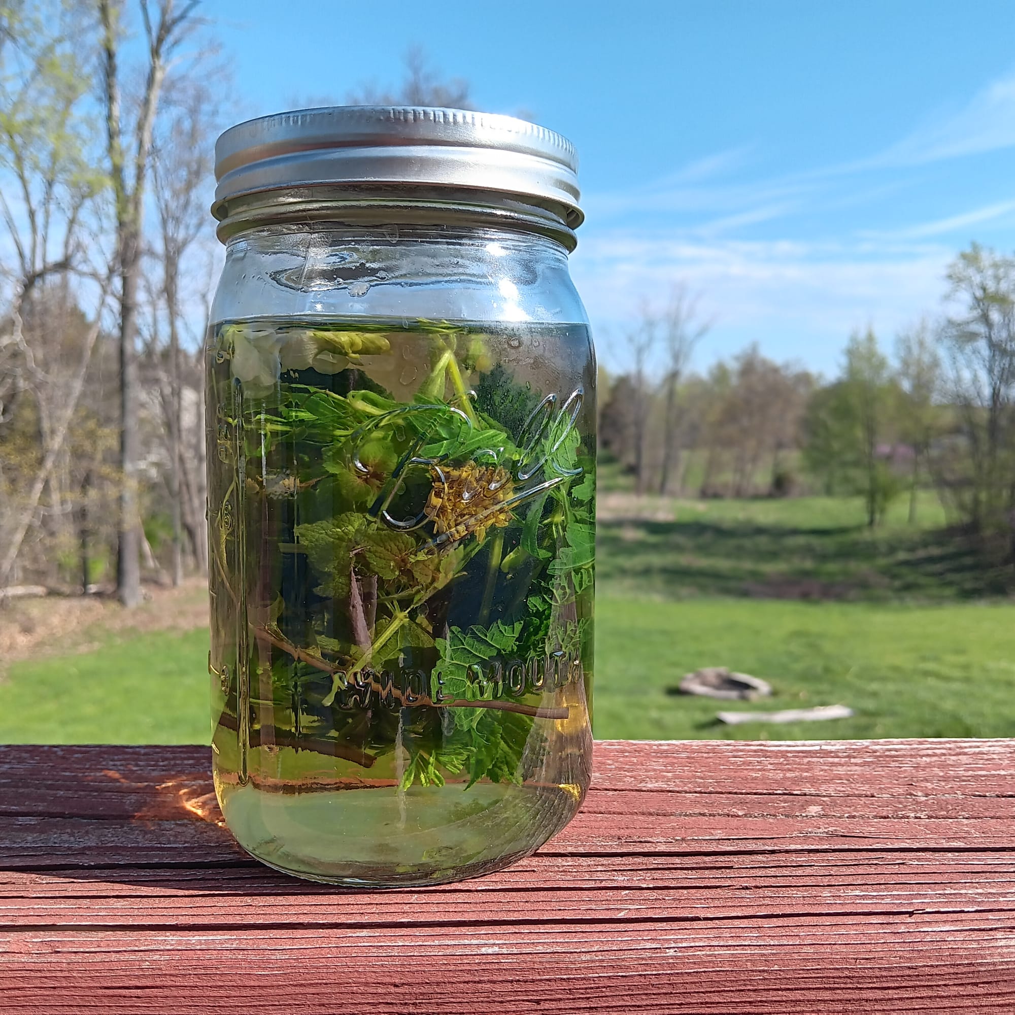 a glass mason jar filled with various spring plants and water sits atop a red-painted wood plank; a grassy field lined with tall trees in the background