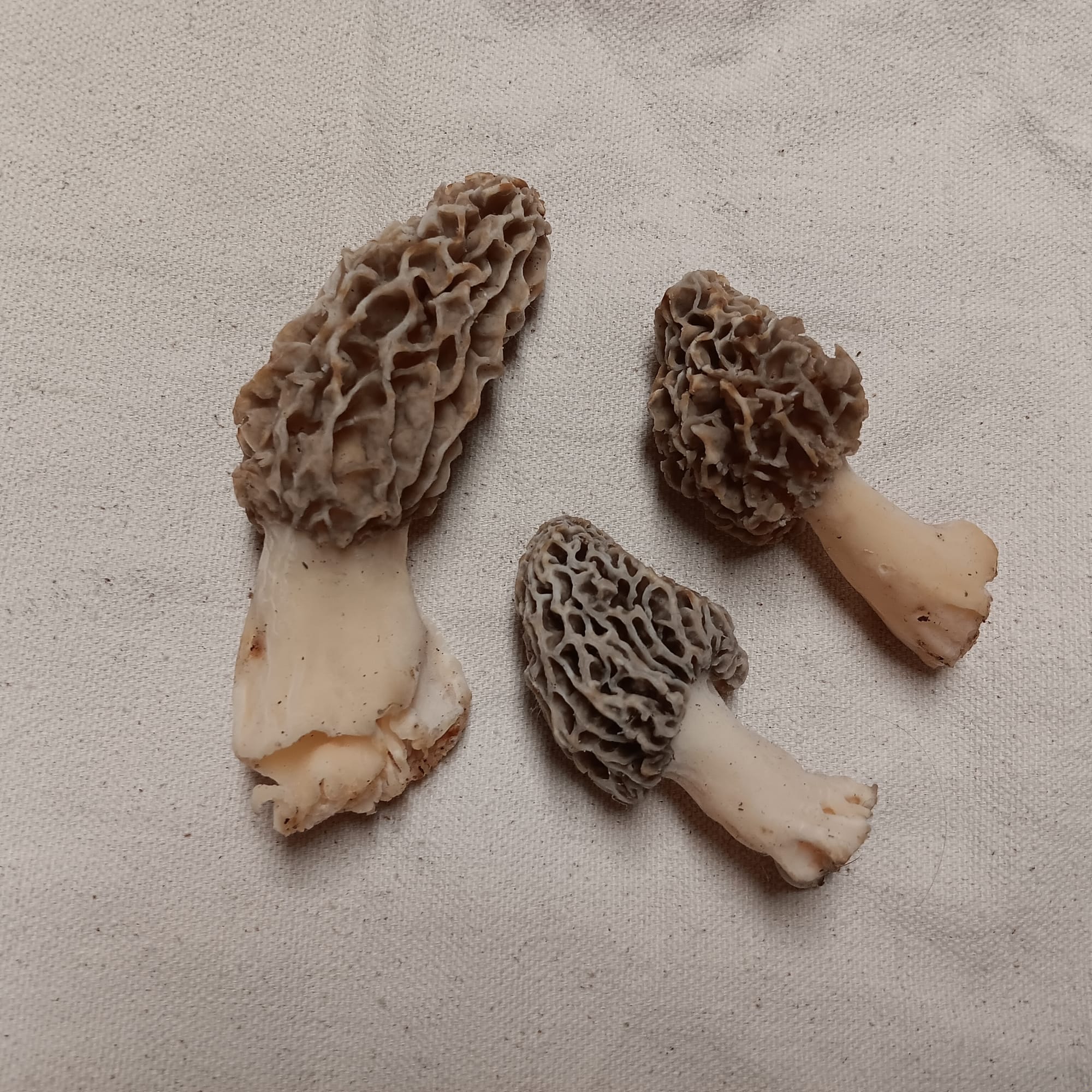 three brownish-grey morel mushrooms with their iconic bumpy, dimpled surface, on a burlap surface