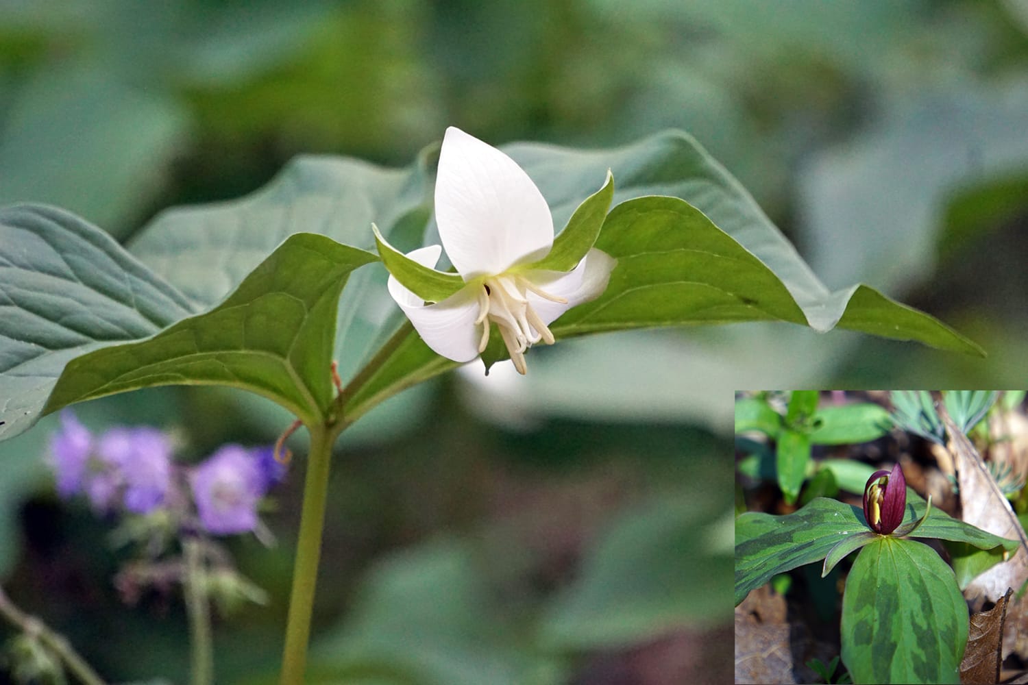 the white flower of a drooping trillium hangs downward between wide leaves; the sessile trillium has an upright purple flower sprouting in the middle of three mottled green leaves