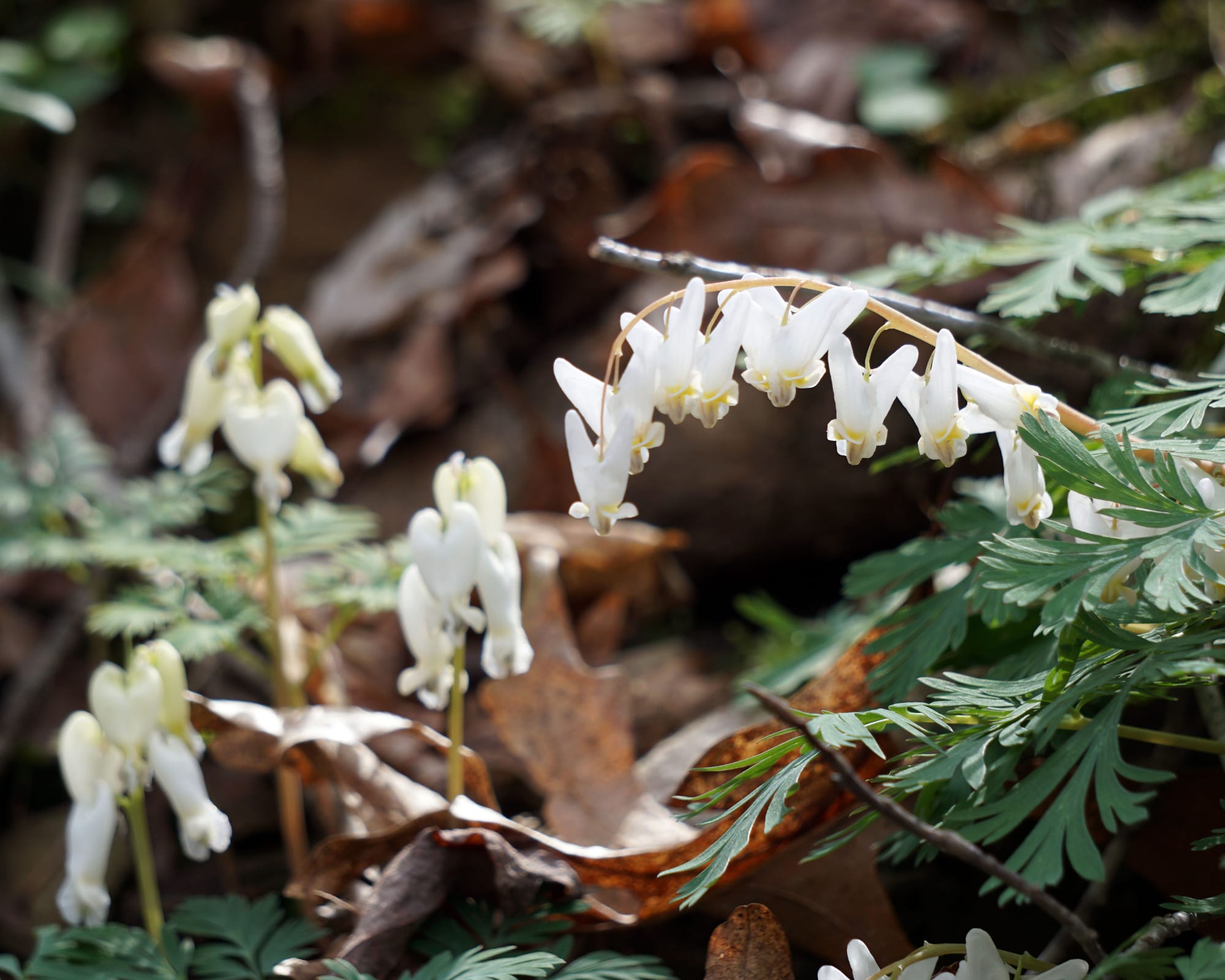 left background: squirrel corn with white, rounded, heart-shaped flowers; right foreground: Dutchman’s breeches has white, pointed flowers