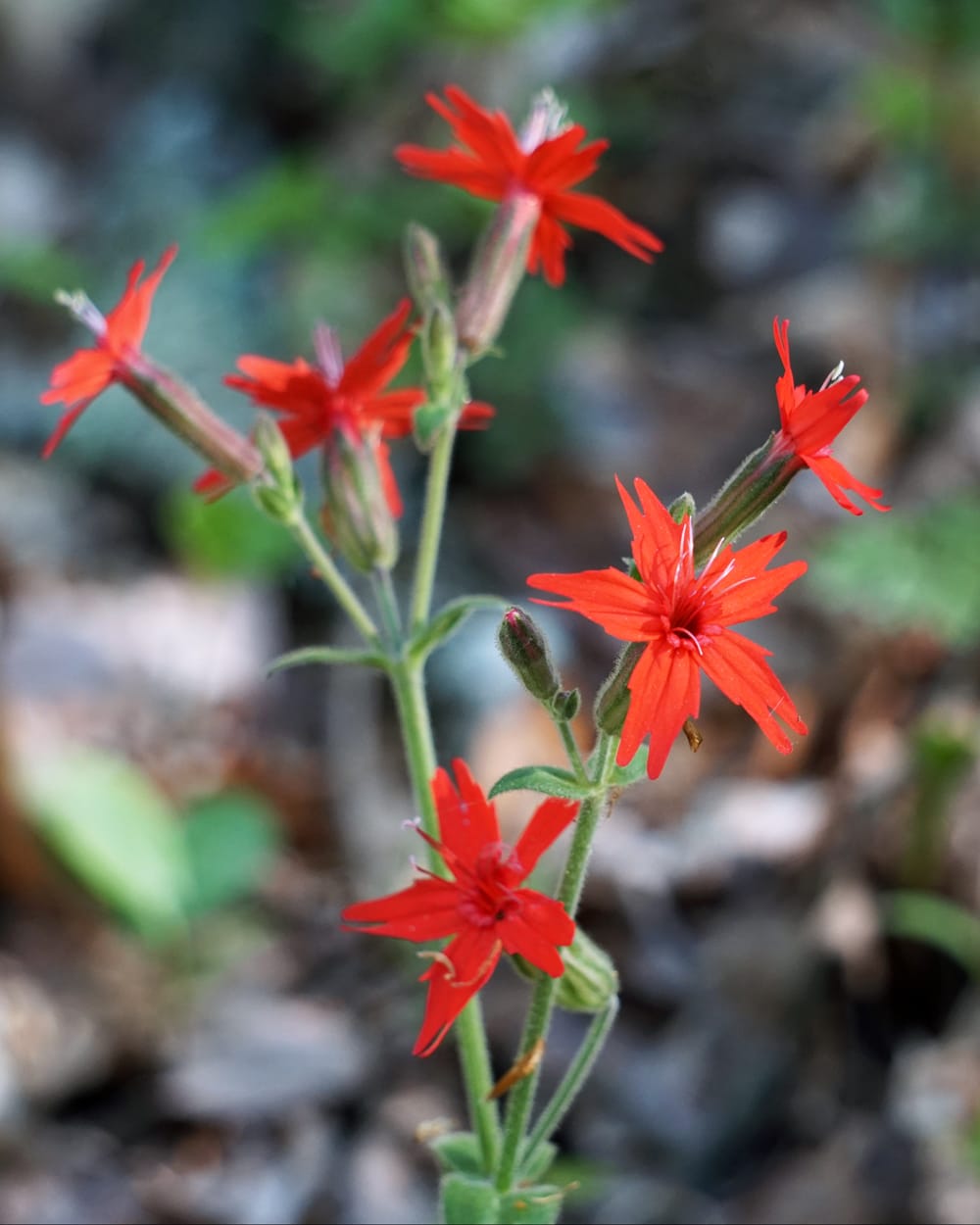 fire pink has vibrant reddish-orange star-shaped flowers