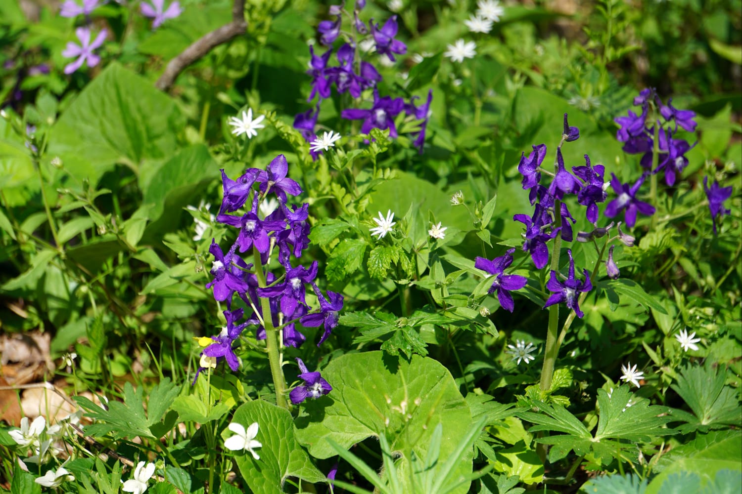 purple larkspur and white star chickweed contrast against green leaves
