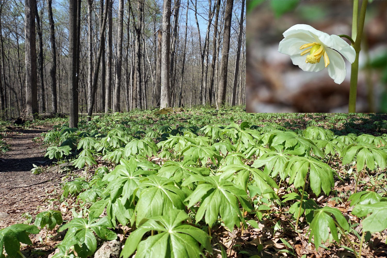 umbrella-shaped Mayapples proliferate a miniature green canopy over the forest floor