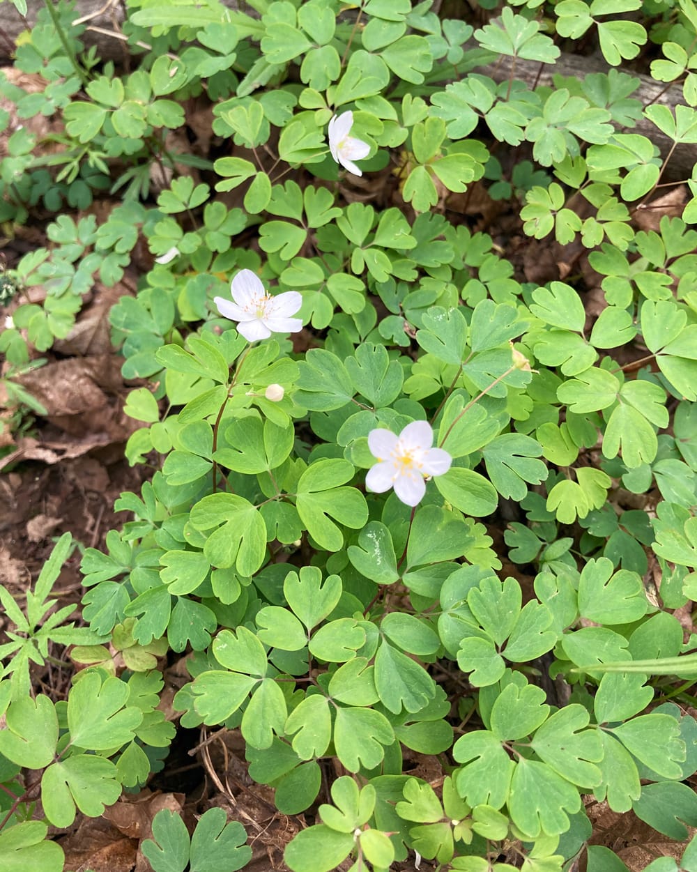 three white, five-petaled flowers stand out above a patchwork of green leaves