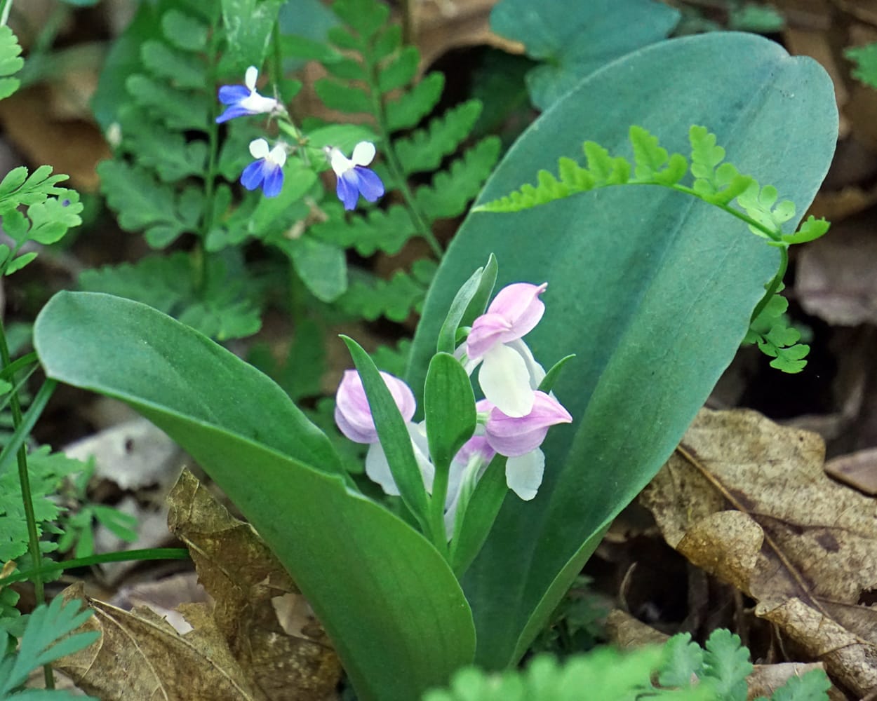 pale white and purple orchis flowers emerge between large green leaves; blue and white blue-eyed Marys and green ferns surround the orchis