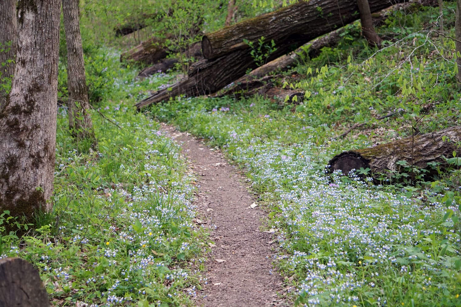 a dirt trail cuts between thick carpets of blue flowers and green grass and leaves. Trees, both live standing and fallen dead, line the trail 