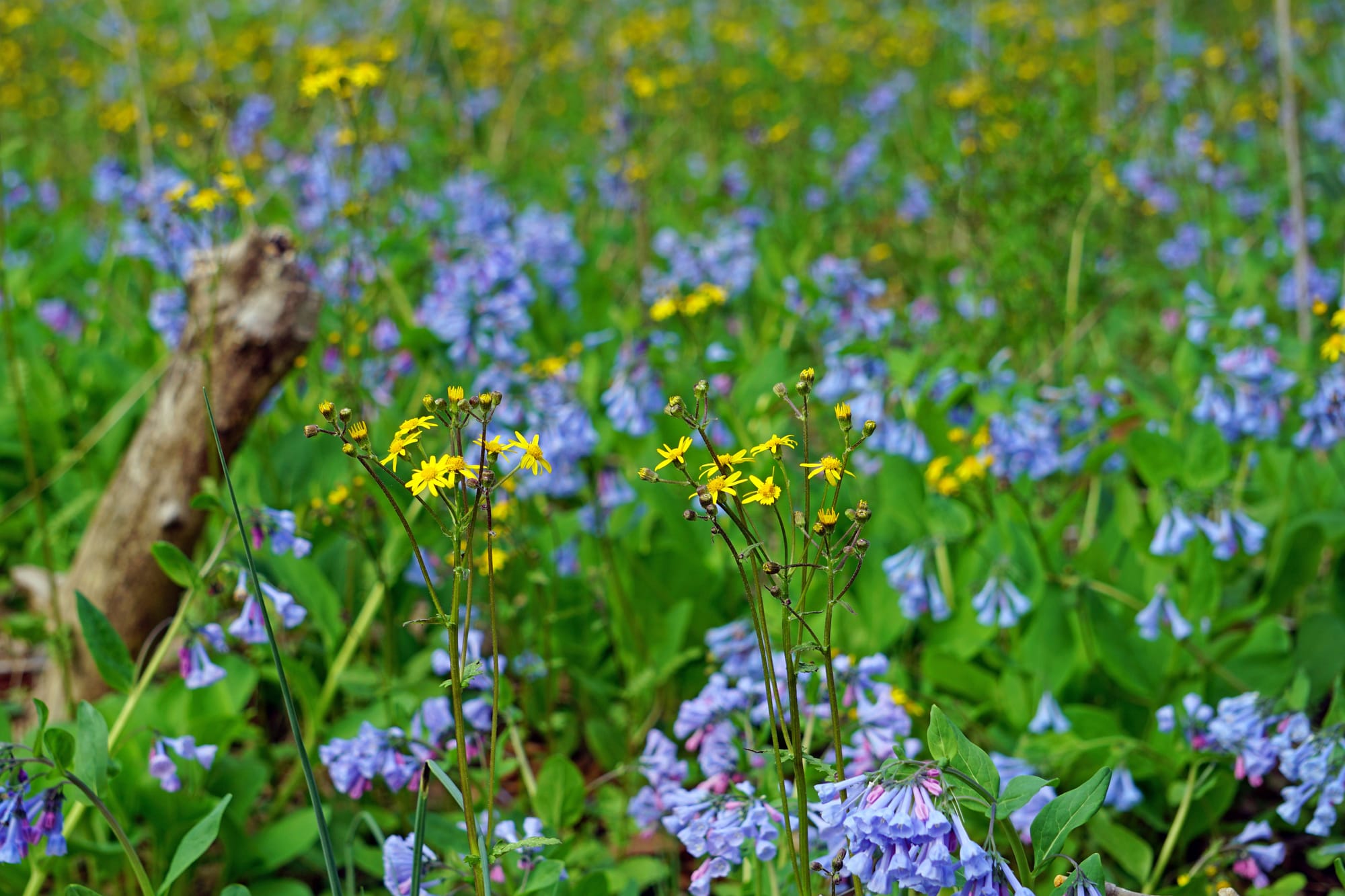 yellow and blue flowers contrast against green leaves and grass