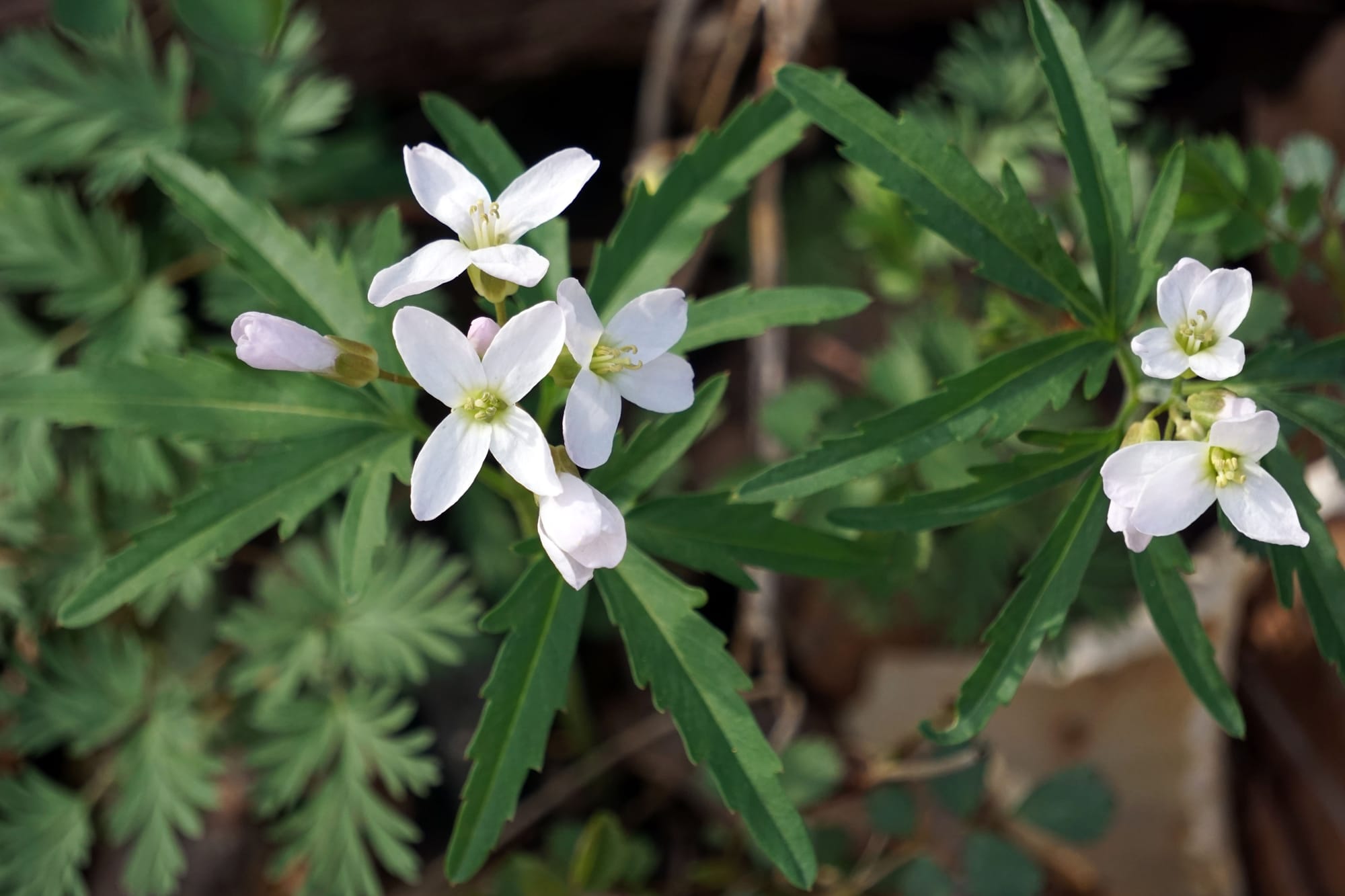 cutleaf toothwort has white, four-petaled flowers and long, jagged-edged green leaves