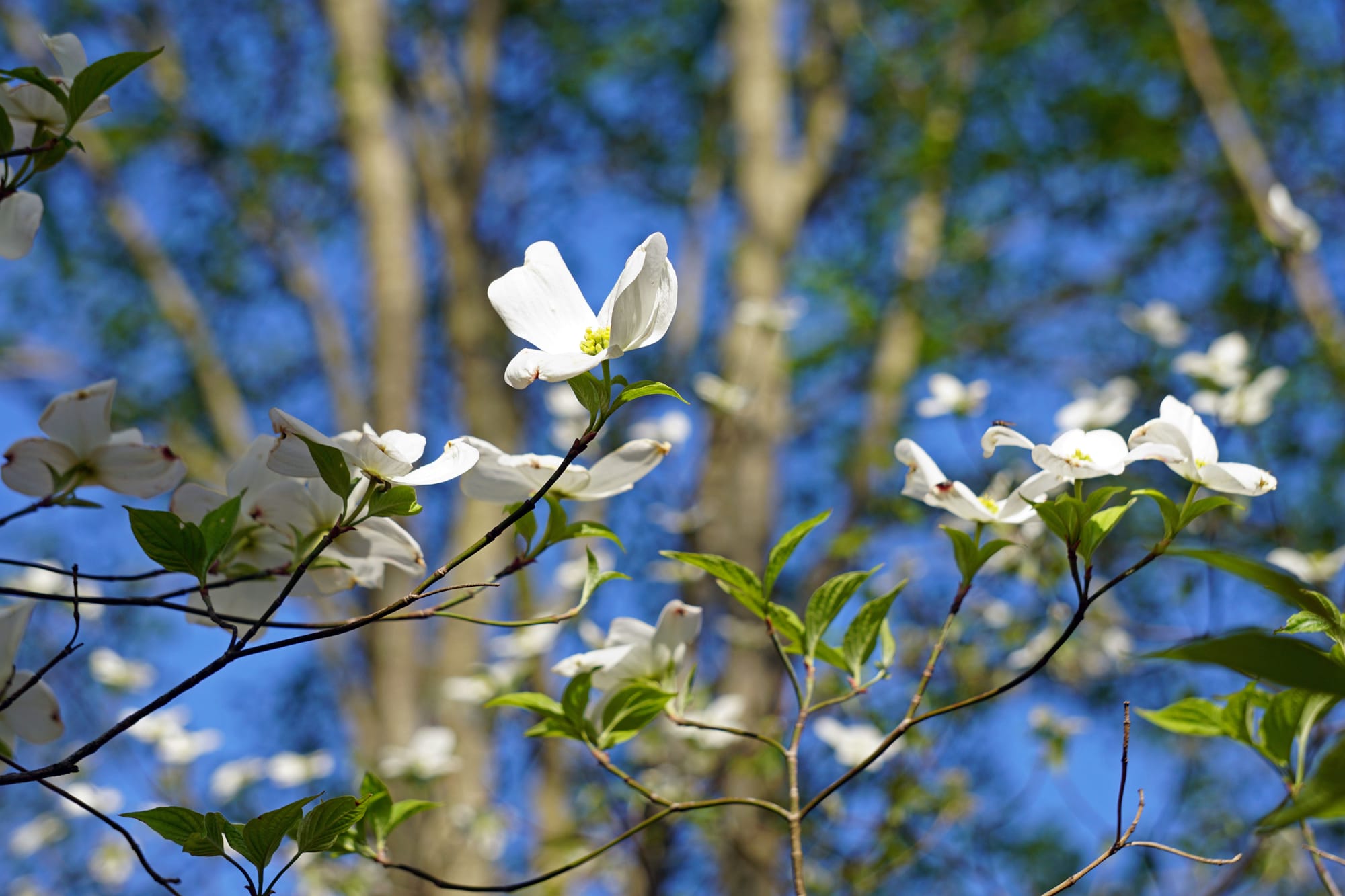 a dogwood tree blooms with large white flowers