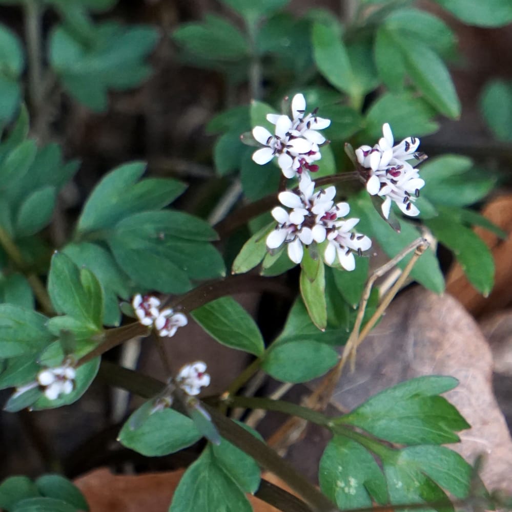 tiny white flowers with black stamens above dark, three-fingered leaves