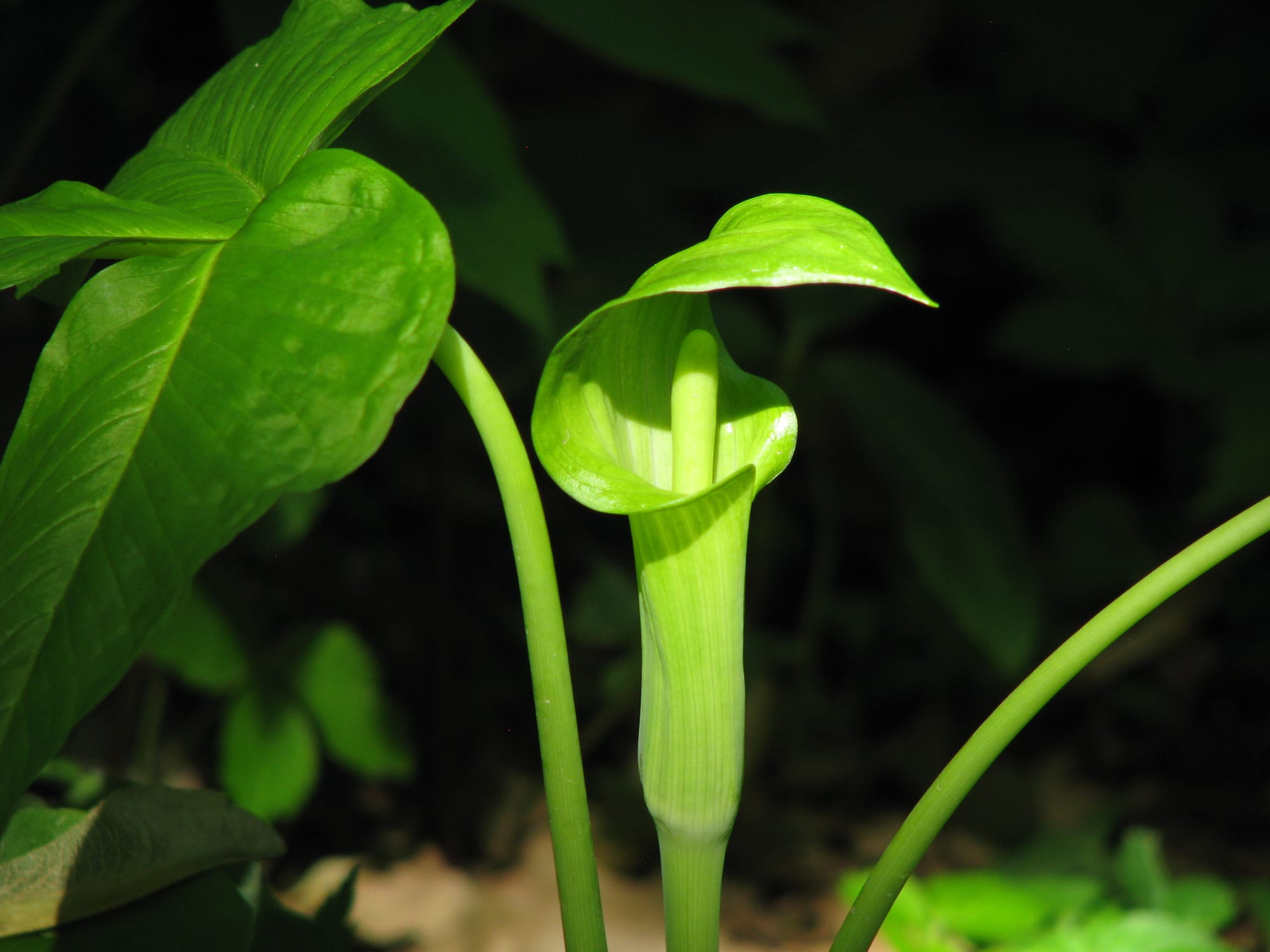 this pale green Jack-in-the-pulpit exhibits the iconic hooded exterior above the cupped bottom, within which the grows the column-like spadix