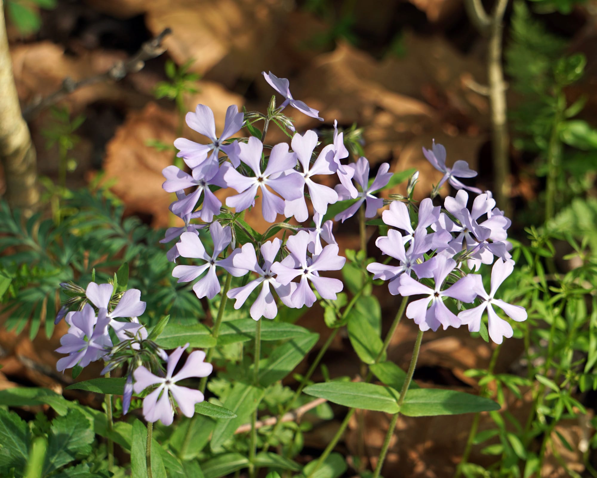 phlox has pale purple flowers of five or six lobes