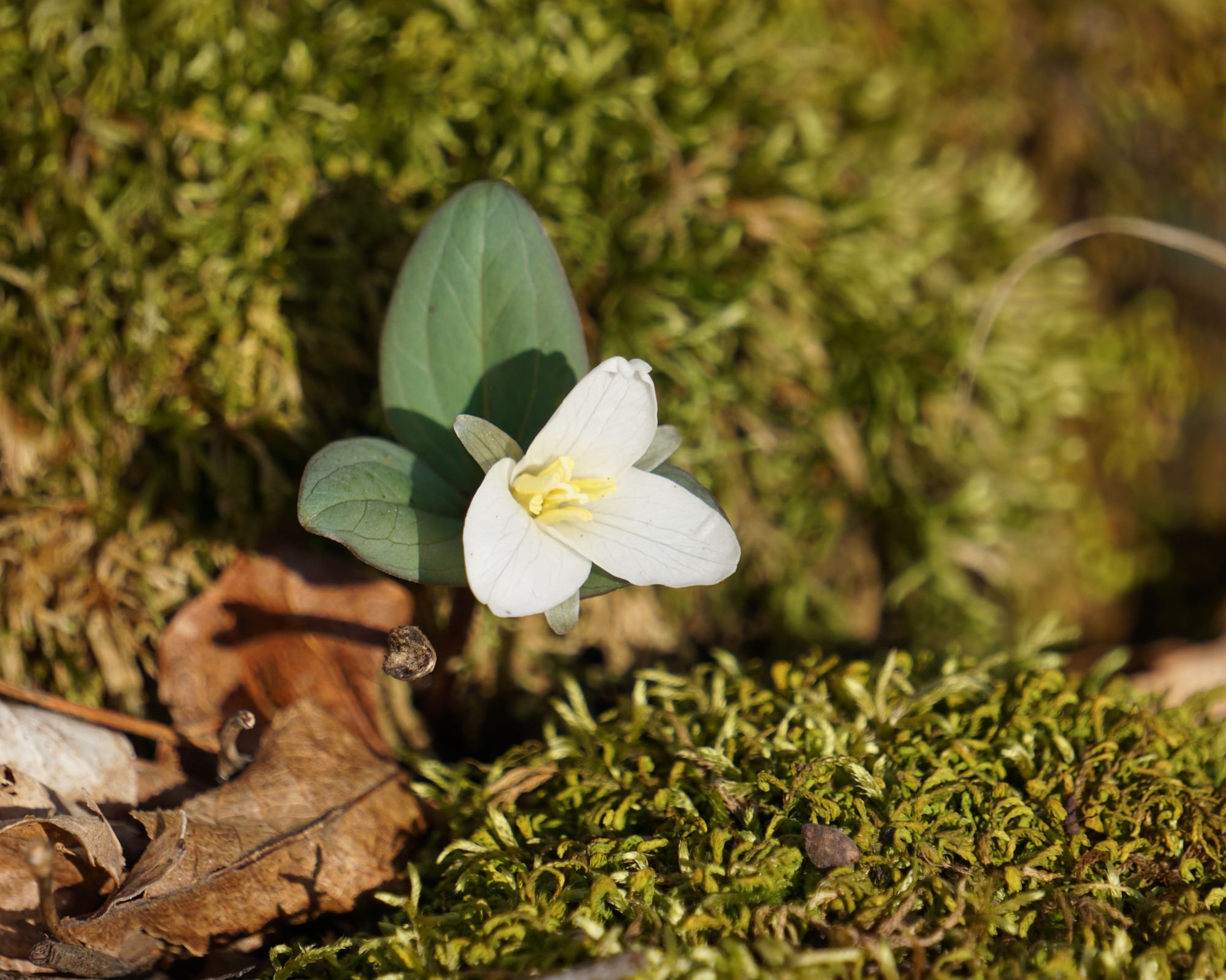 a white snow trillium flower emerges above dark green, purplish leaves, growing in the midst of moss and leaves