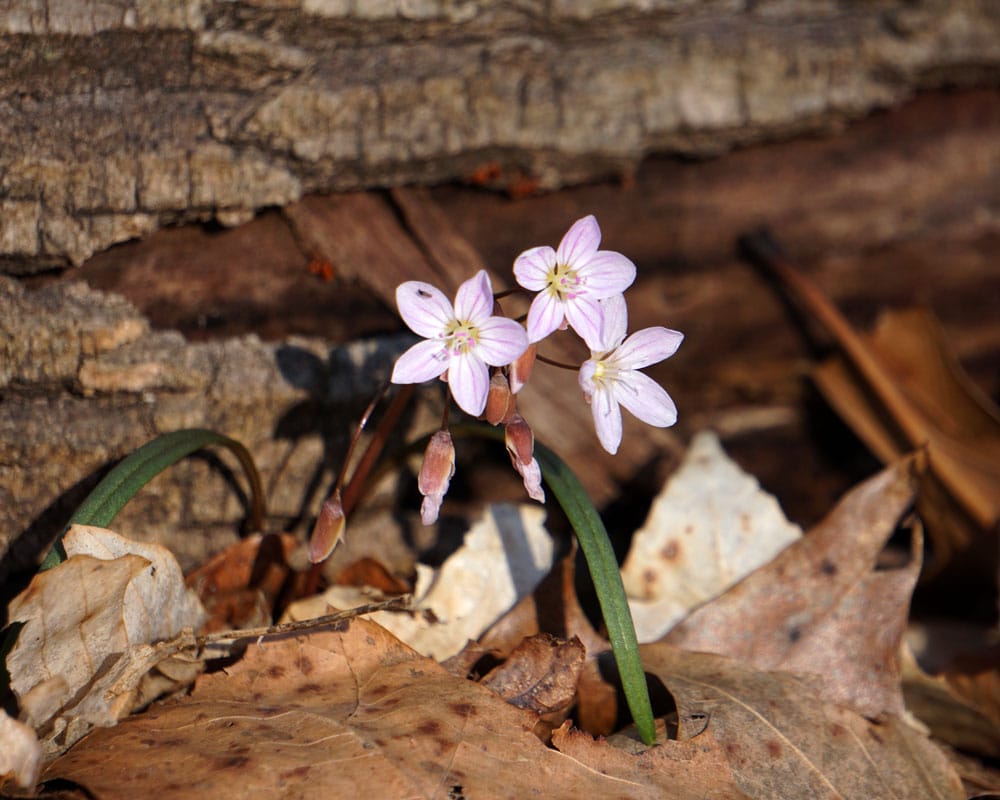 Spring beauty is another common early spring bloom, with delicate white or pink blooms and grass-like leaves.