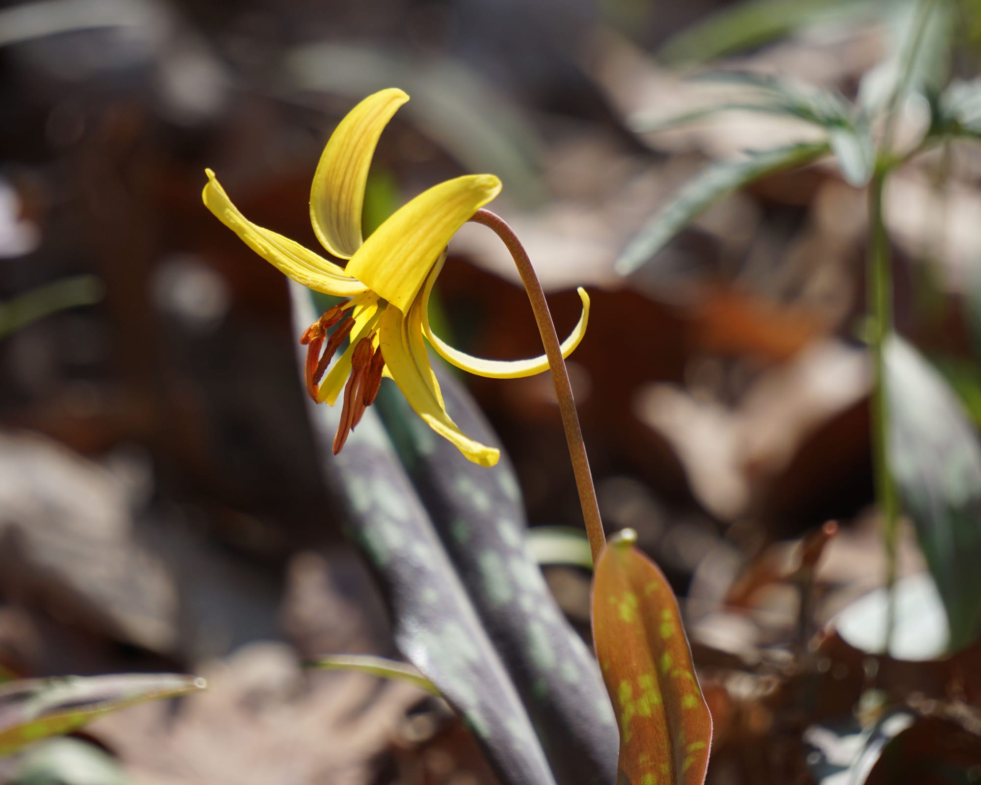 a curved yellow flower with long brown stamens hangs downward from a tall, narrow stalk