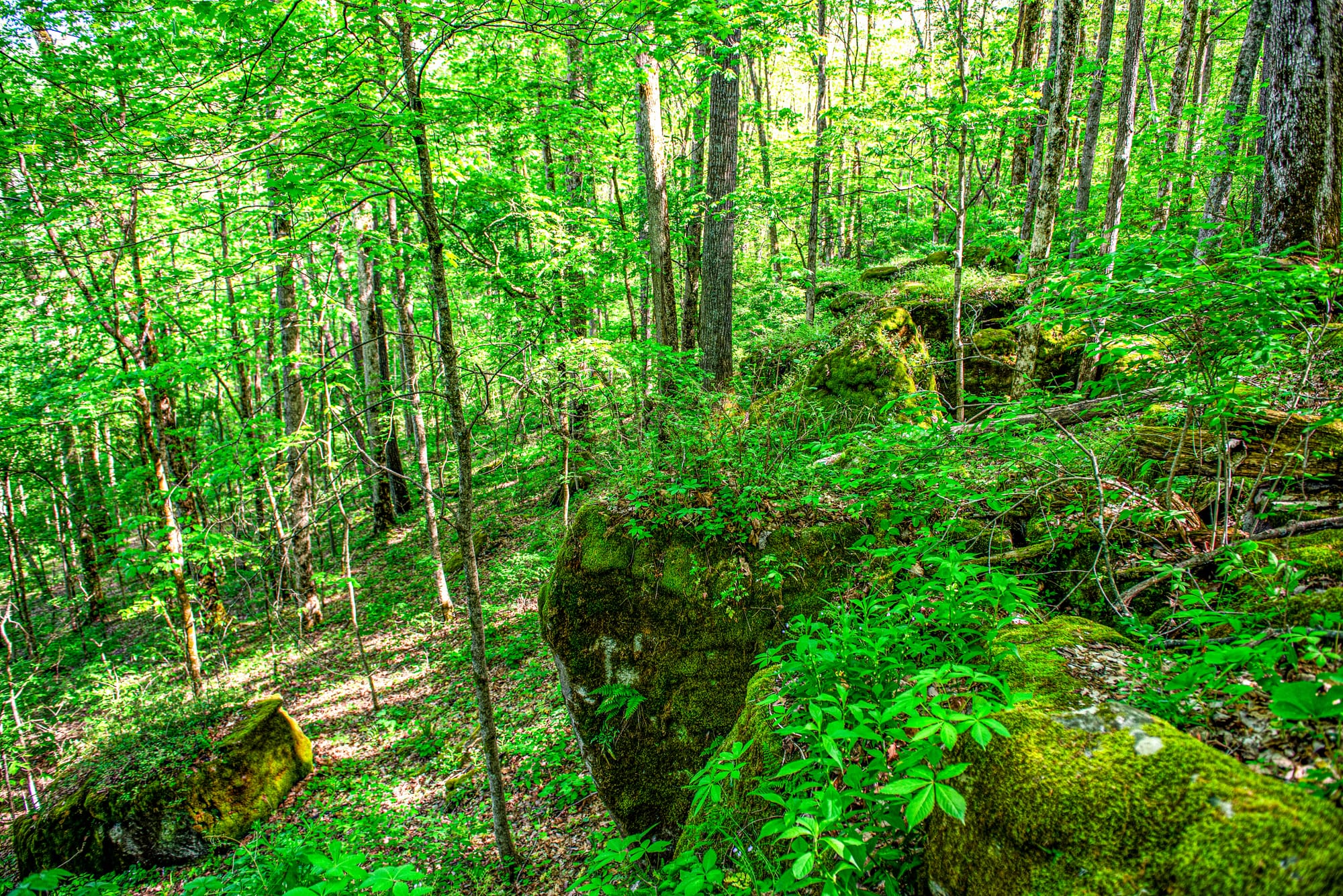 moss-covered limestone boulders loom over a steep, forested ridge