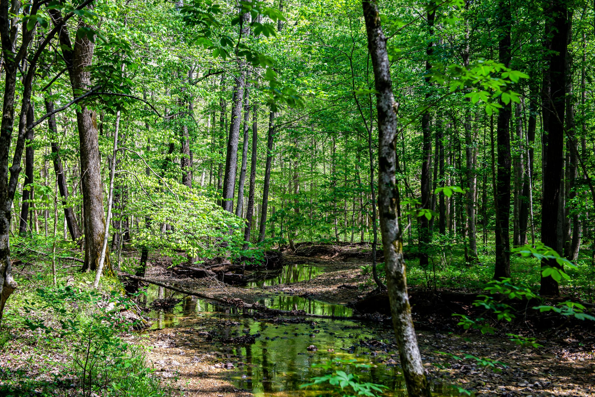 a creek runs through the middle of a densely forested area