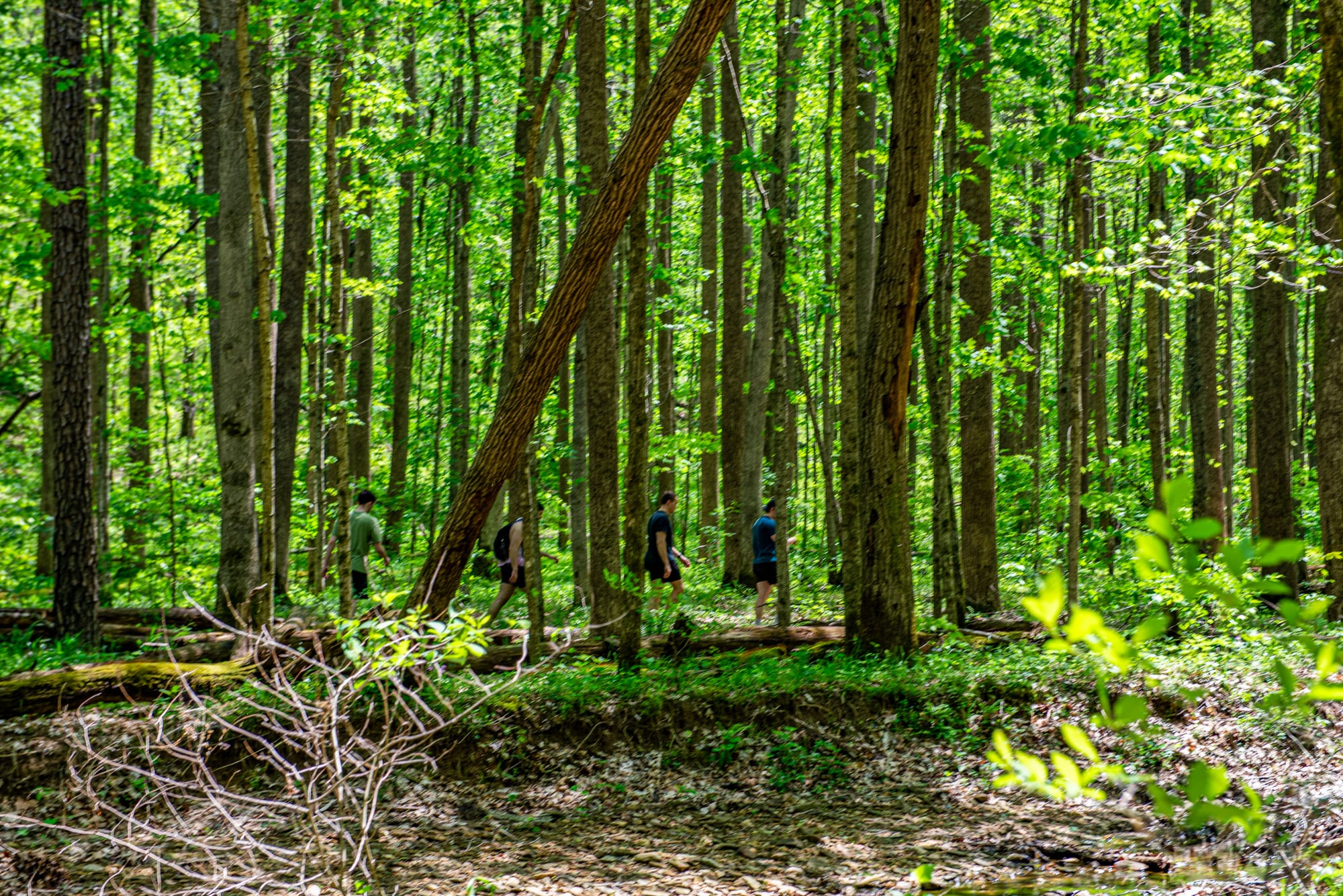 hikers pass amidst tall trees on a densely forested trail