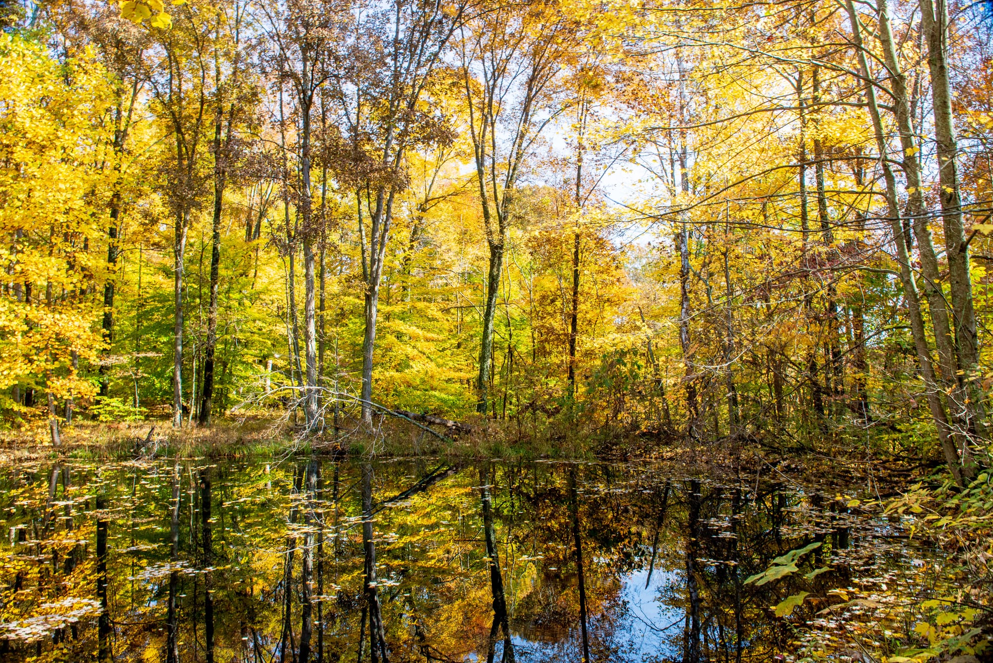 a mirror-black pond ringed by yellowing trees
