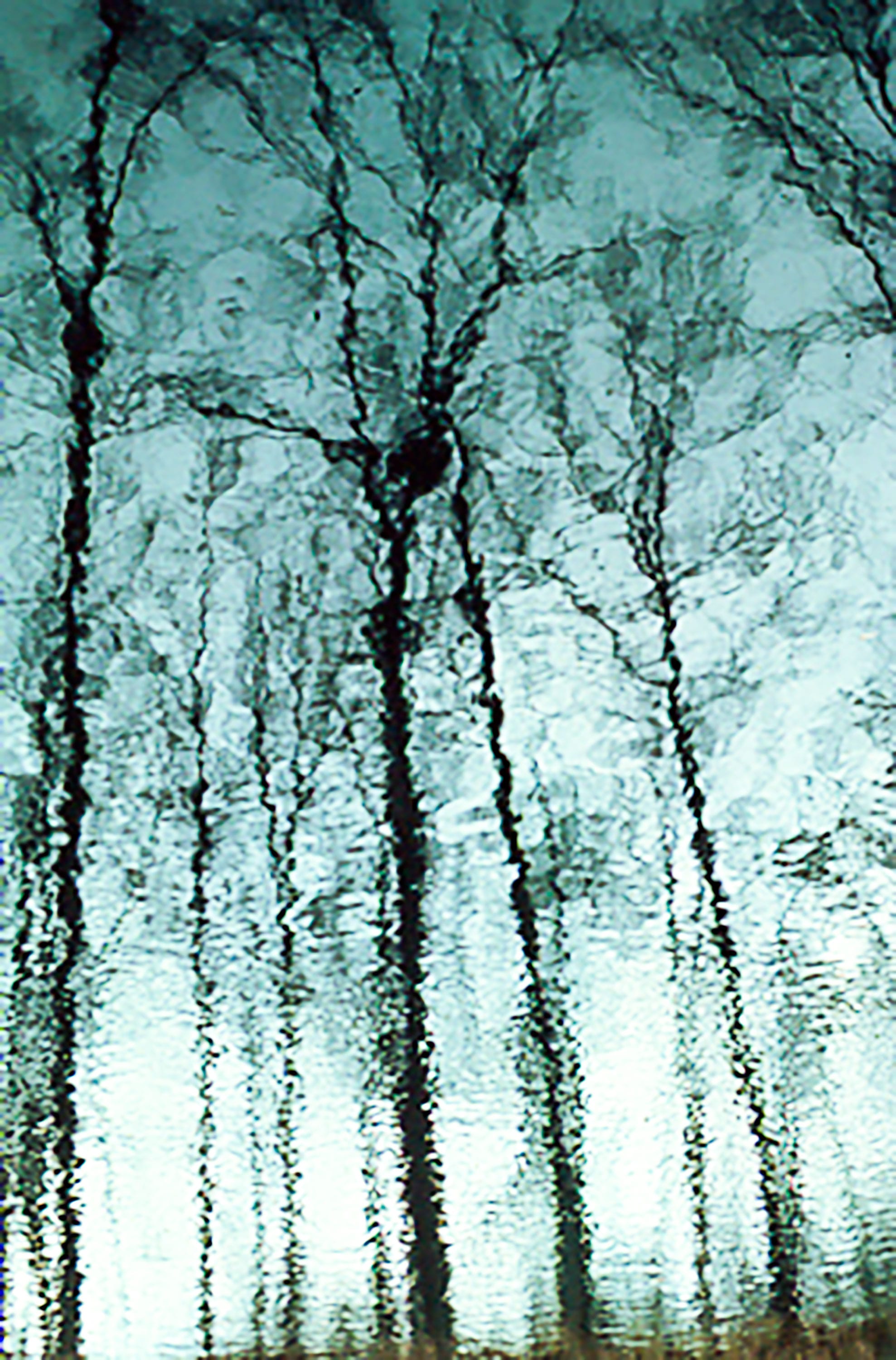 a rippling reflection of leafless trees on a pond