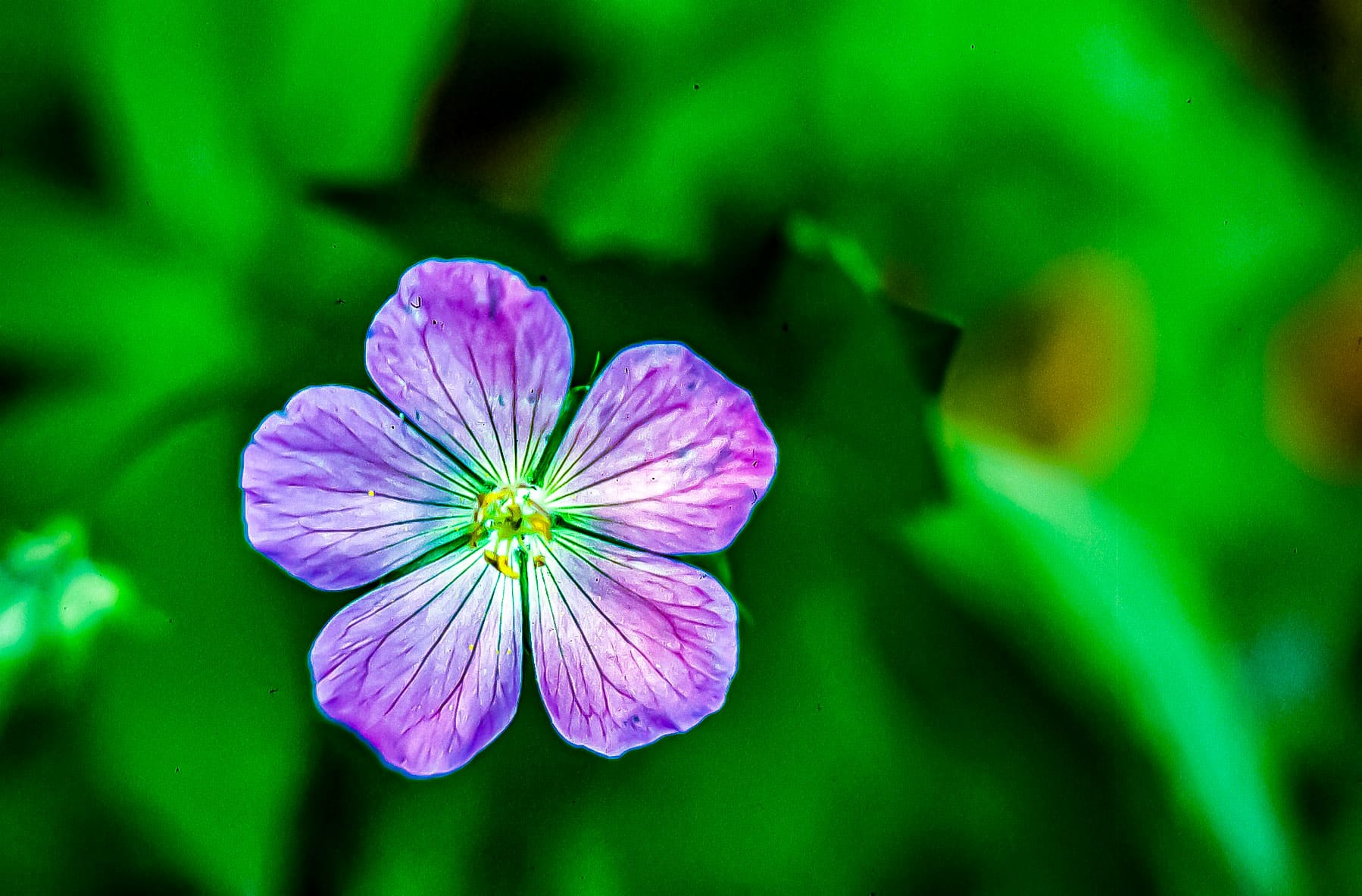 closeup of a five-petaled purple flower