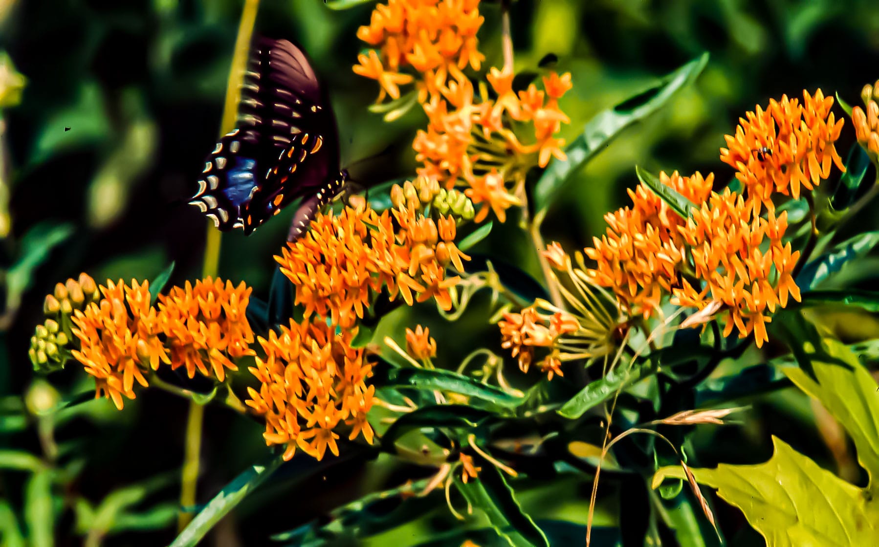 a black, blue, and orange butterfly perches atop orange butterfly weed flowers