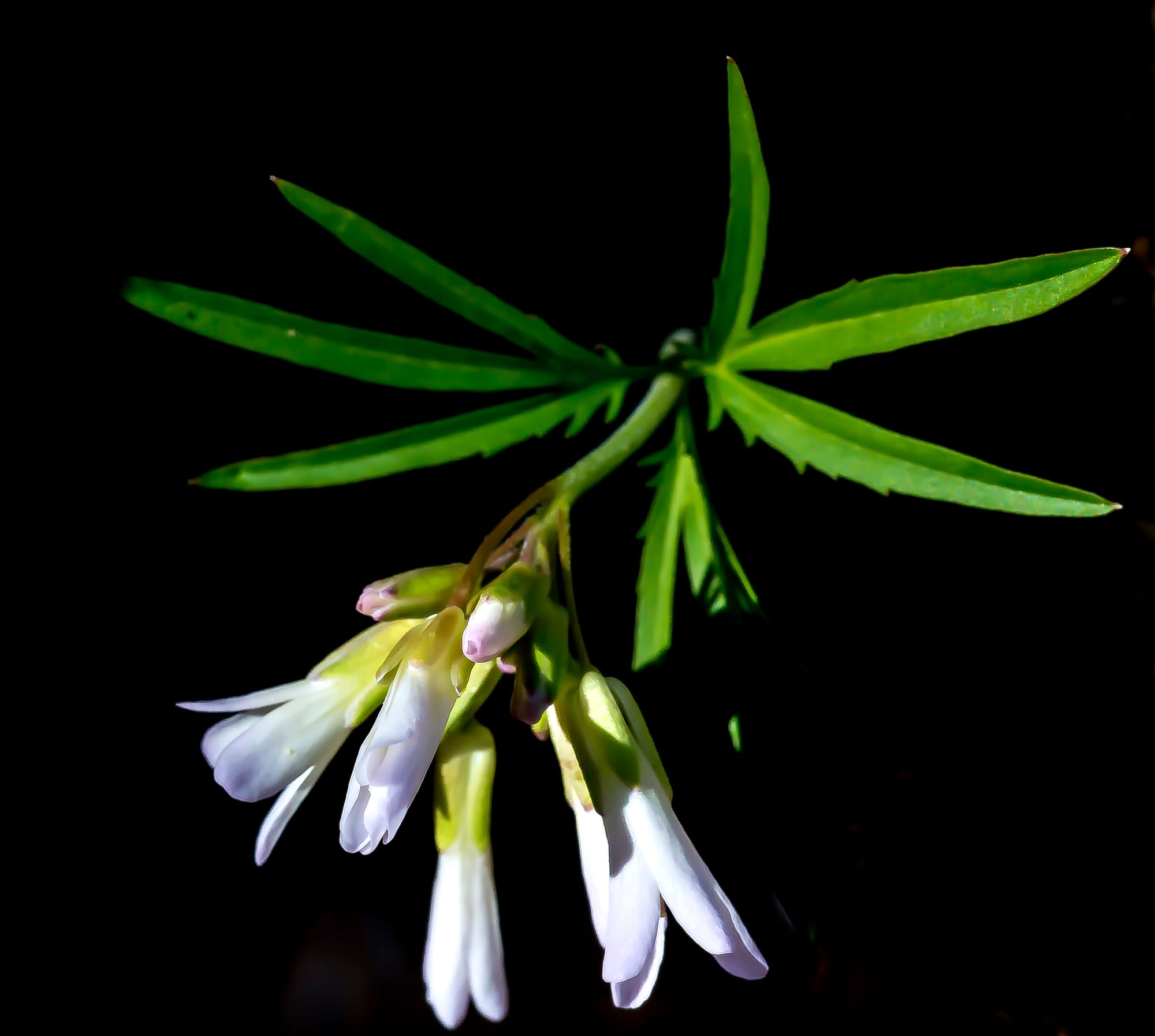 a closeup of toothwort's pale purple flowers and slender, ridged leaves contrasted against an all-black background