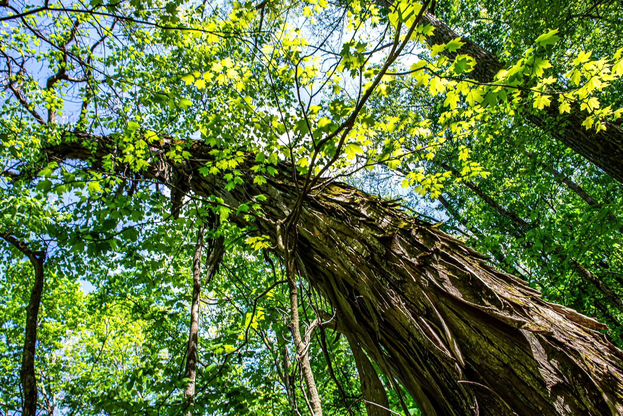 a massive tree with shaggy bark climbs up through a leafy canopy, leaning heavily to the left