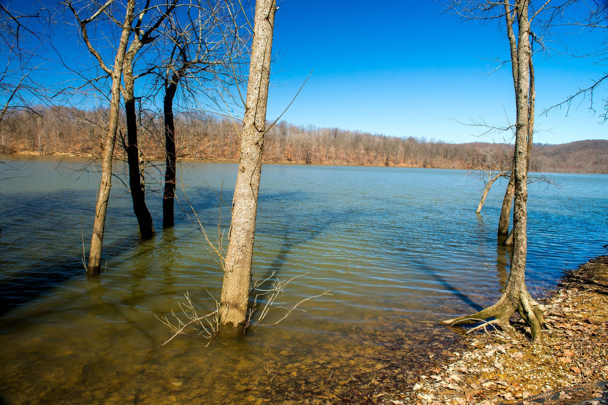 a lakeshore in autumn or winter, bare trees lining the shore, blue sky above