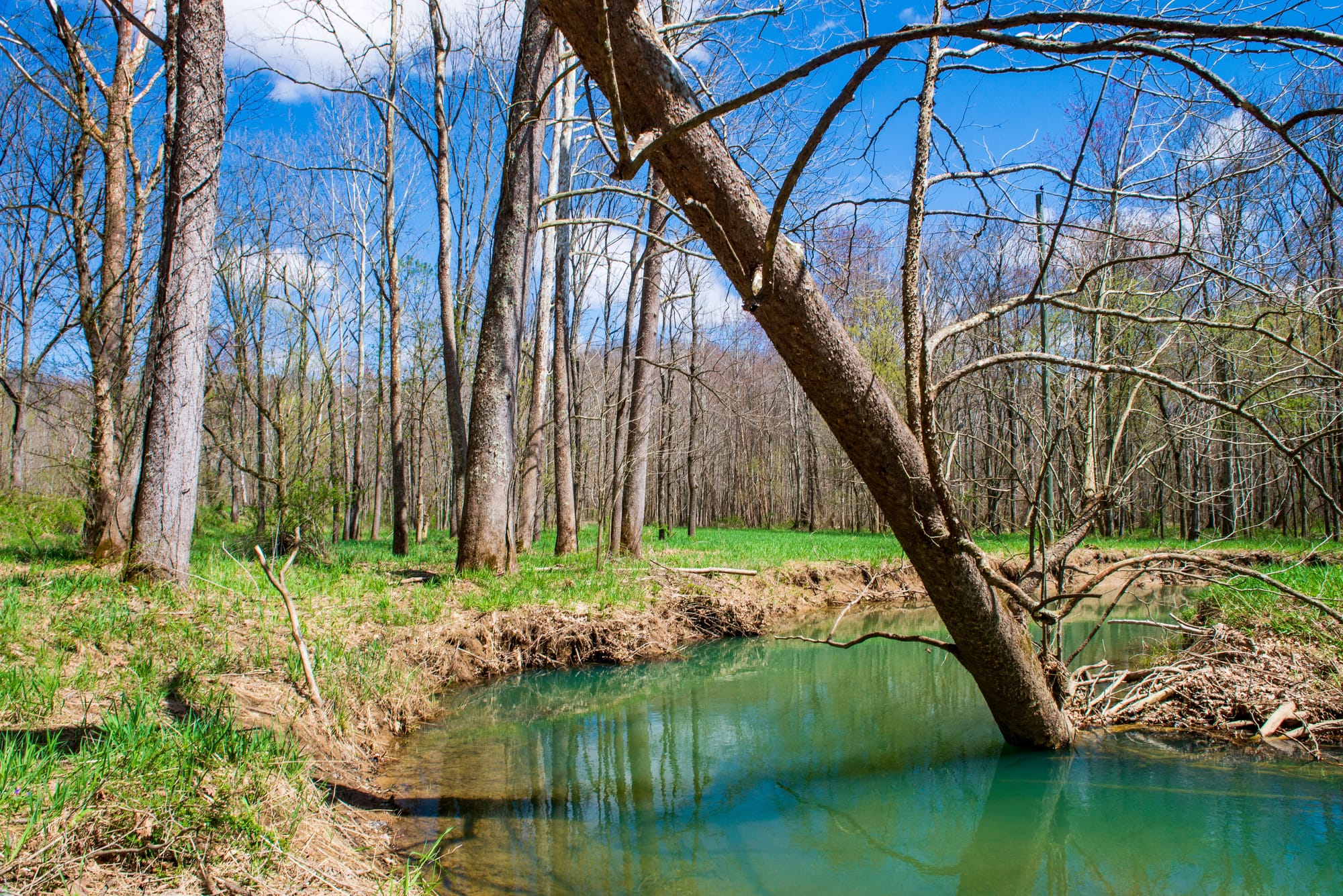 a blue water creek bend in a grassy flat area of a forest in early springtime