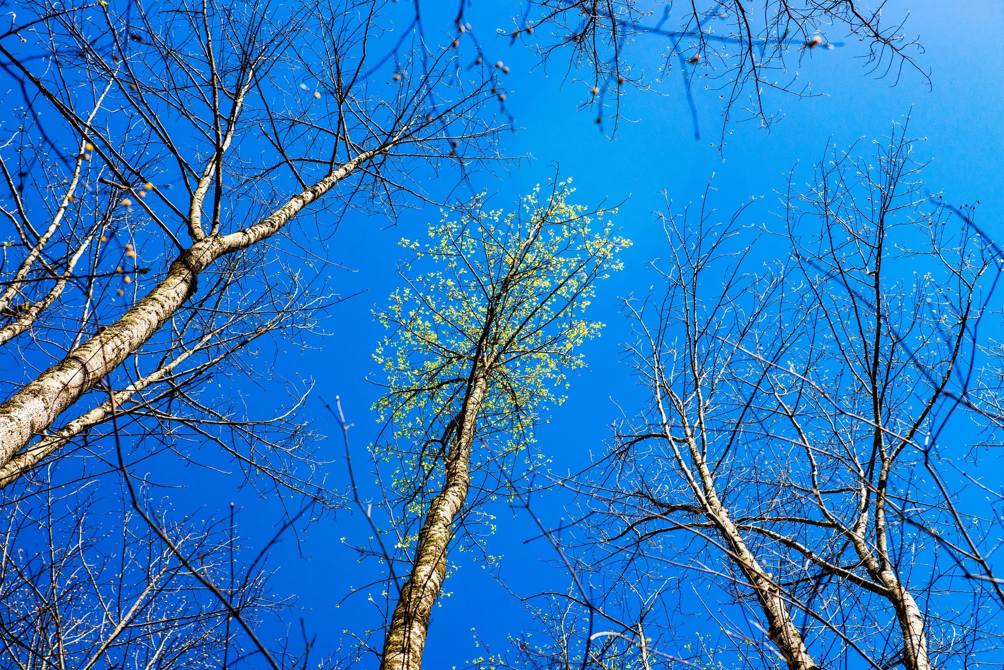 mostly bare-limbed trees, showing a few emergent spring leaves against a blue sky