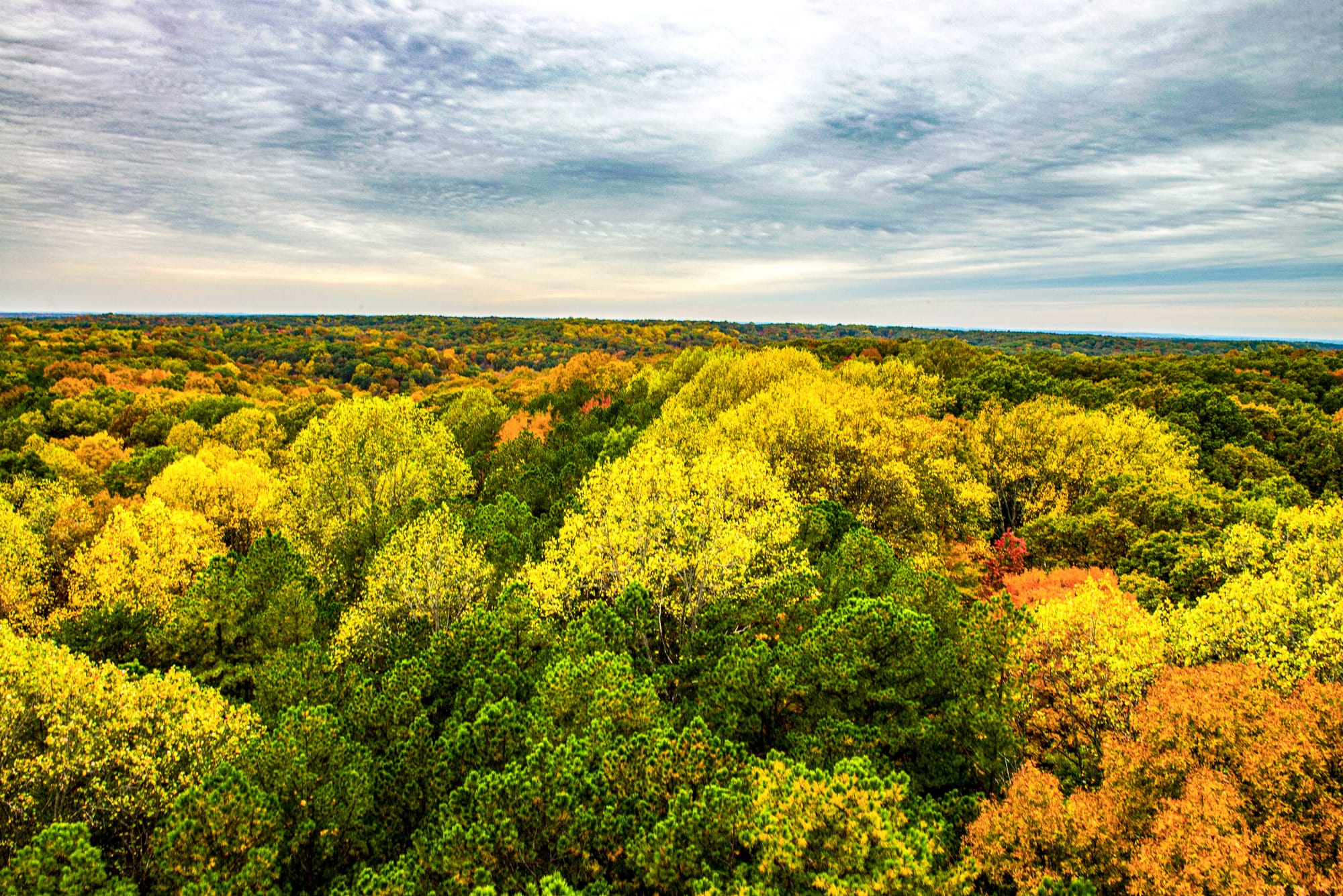 aerial view of a autumnal forest canopy speckled with green, yellow, and orange leaves