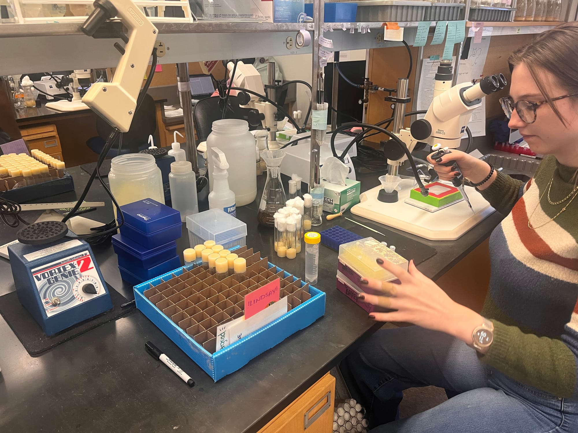 a woman works with beakers and other scientific tools at a workbench in the Drosophila lab