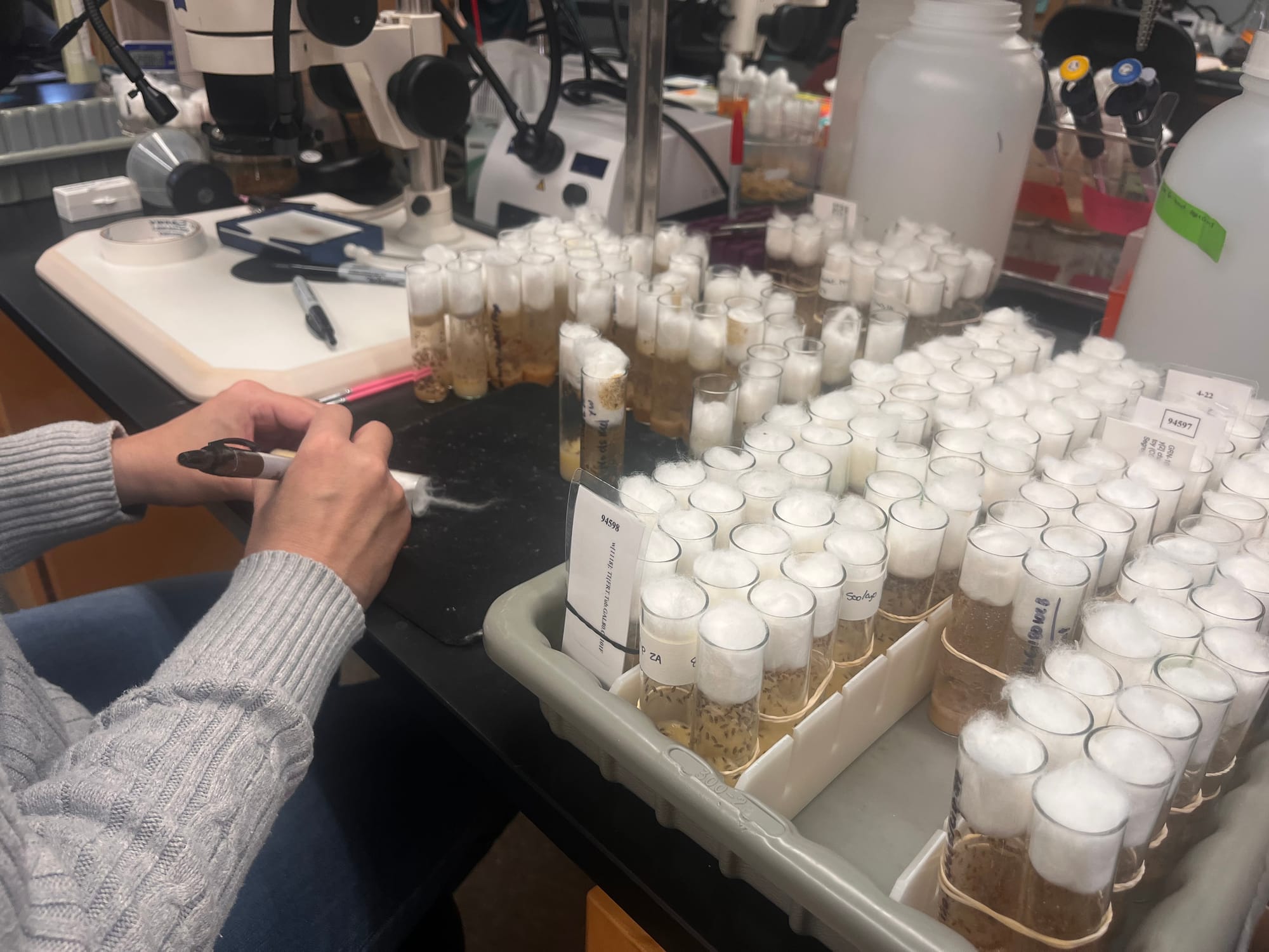 dozens of cotton-stuffed vials line a tray on a biology lab workbench