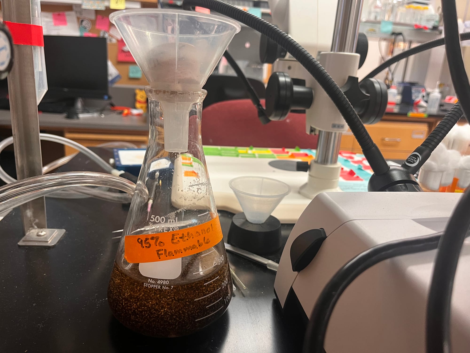 a glass beaker filled with an ethanol solution and thousands of dead fruit flies