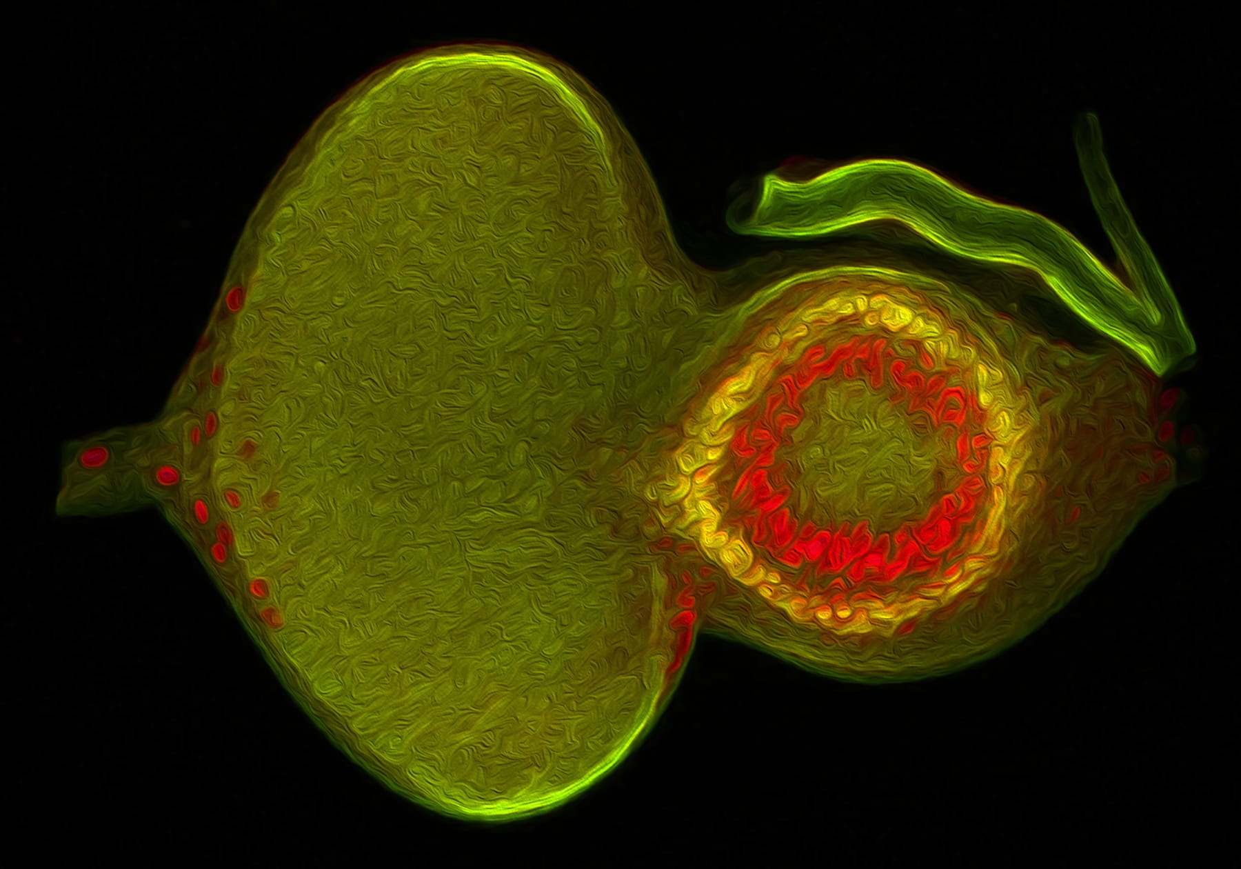 microscopic image of a fruit fly eye-antennal disc. A circular green shape adjacent to a red blobby circle inside a yellow blobby ciricle