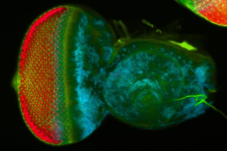 microscopic image showing a gradient of red to green to blue, with amorphous swirls and circles suggesting the shape of fruit fly eye