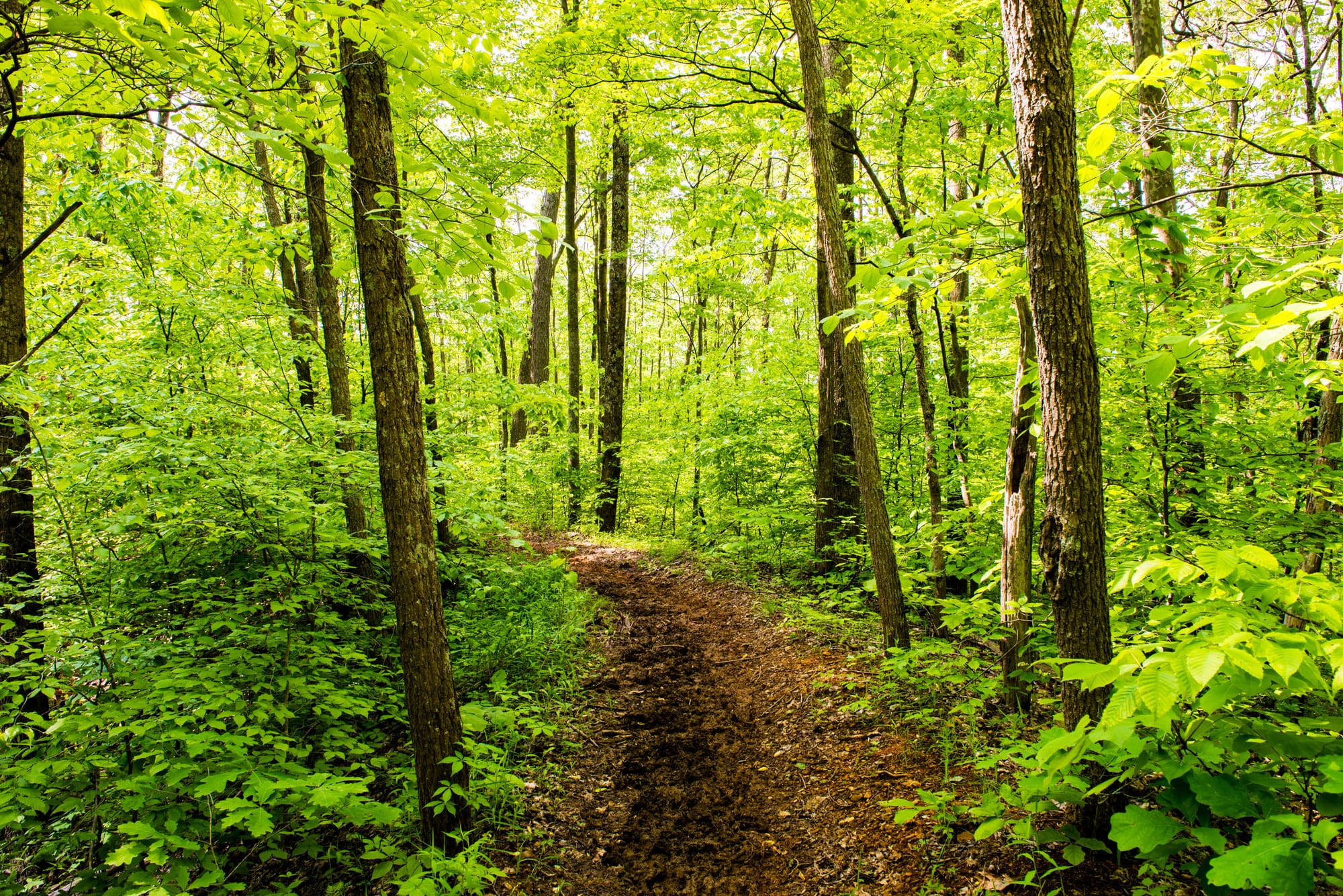 a trail runs between tall, skinny trees in a densely foliated forest. Sunlight makes these leaves appear bright yellow-green