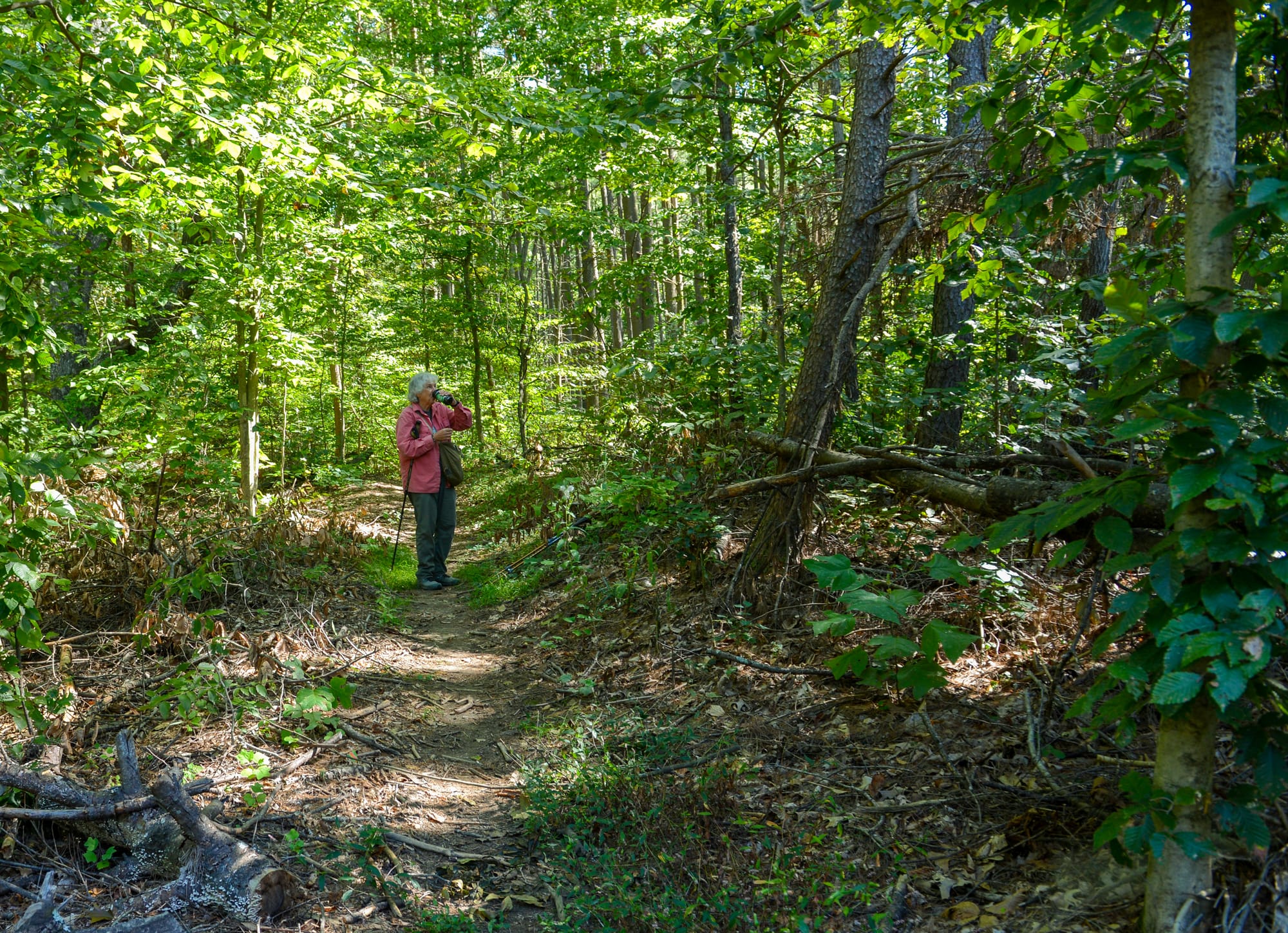 a grey-haired woman wearing a pink long-sleeve shirt and dark pants, holding a trekking pole, stops to take a drink on a forest trail, surrounded by green canopy and undergrowth