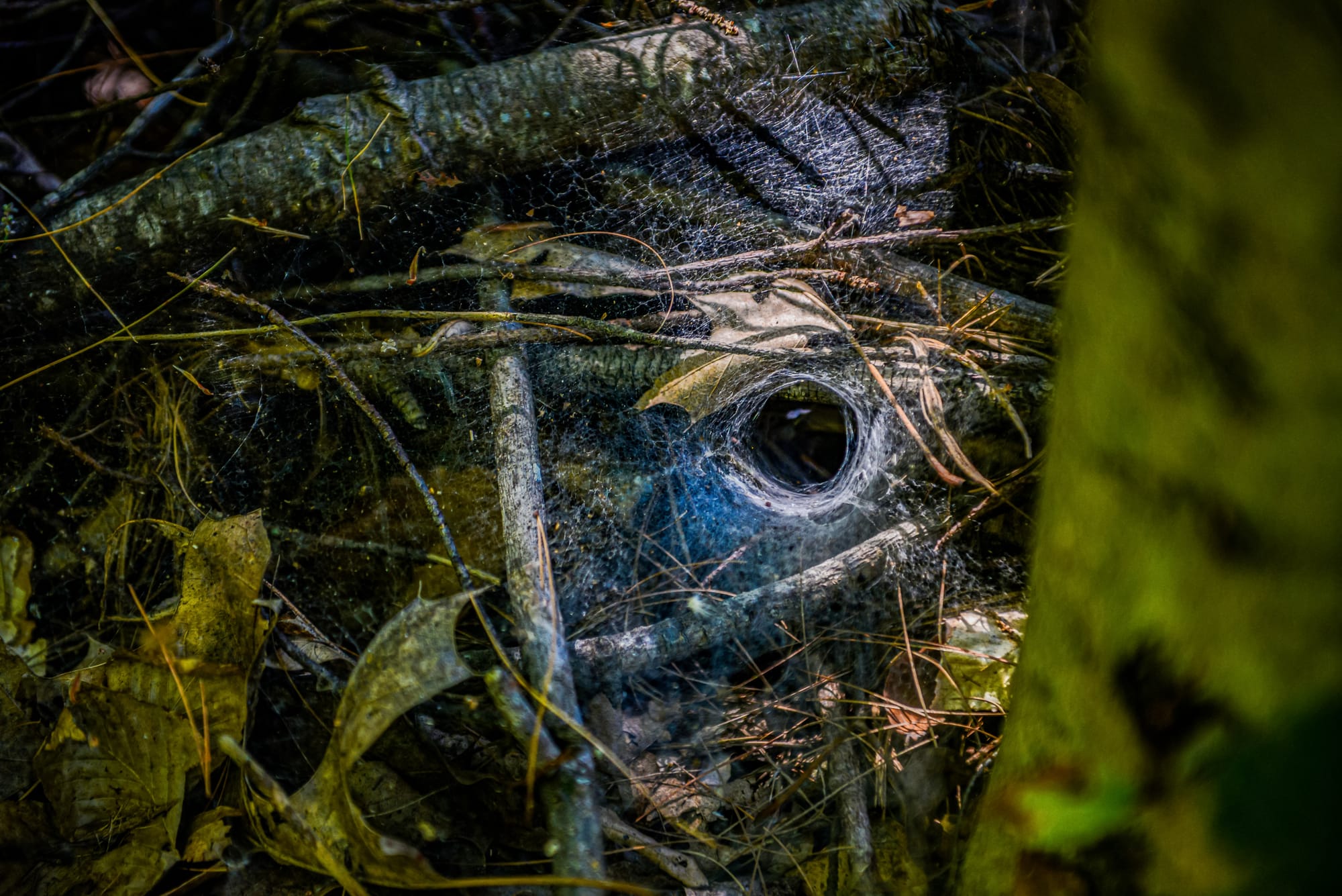 a spider web with a deep hole in its center, buried amongst sticks and leaves on the forest floor